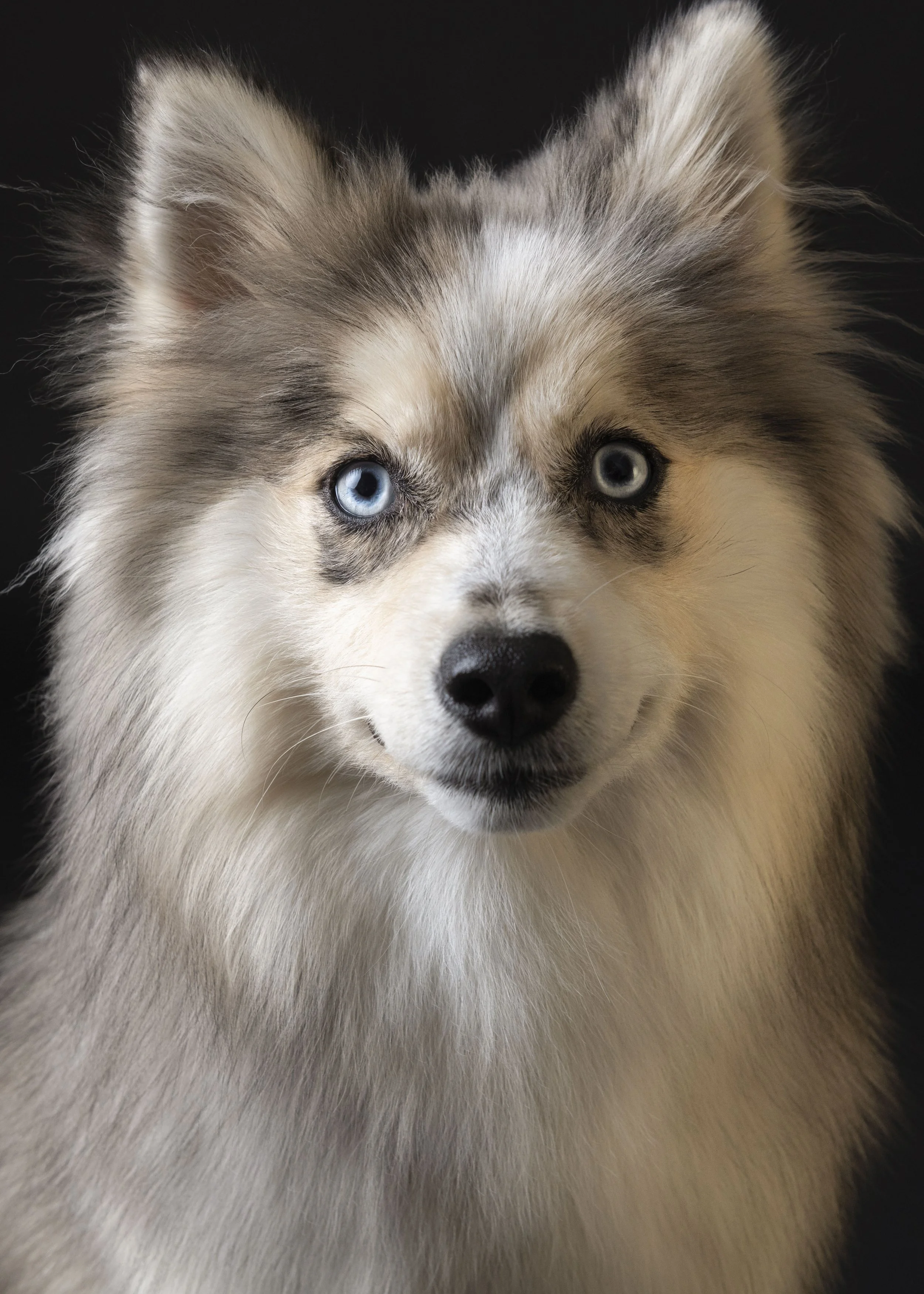 Dog-asbhurn-va-studio session-dog-photography-northern virginia-5-.jpg