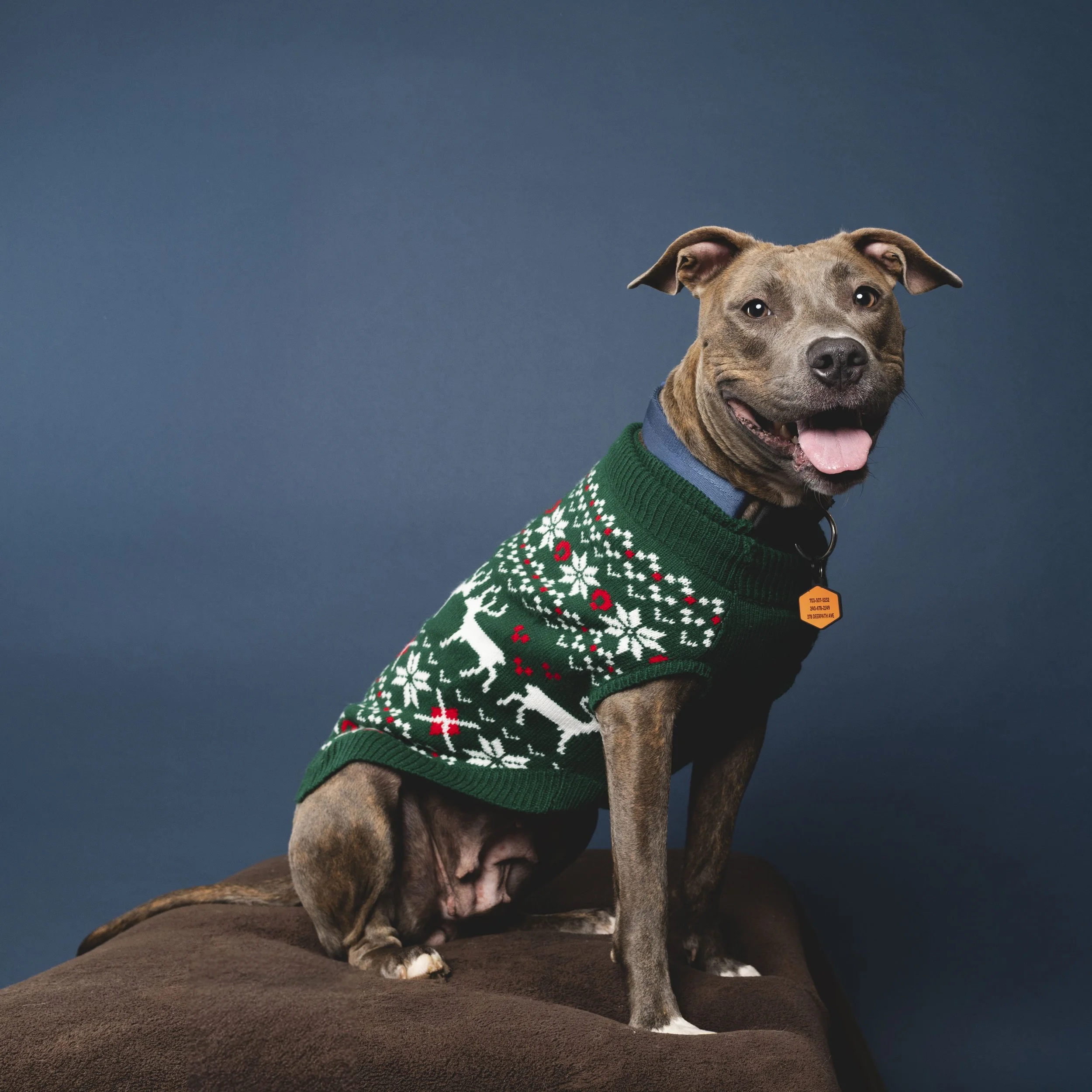 Pittie-asbhurn-va-studio session-dog-photography-northern virginia-2-.jpg