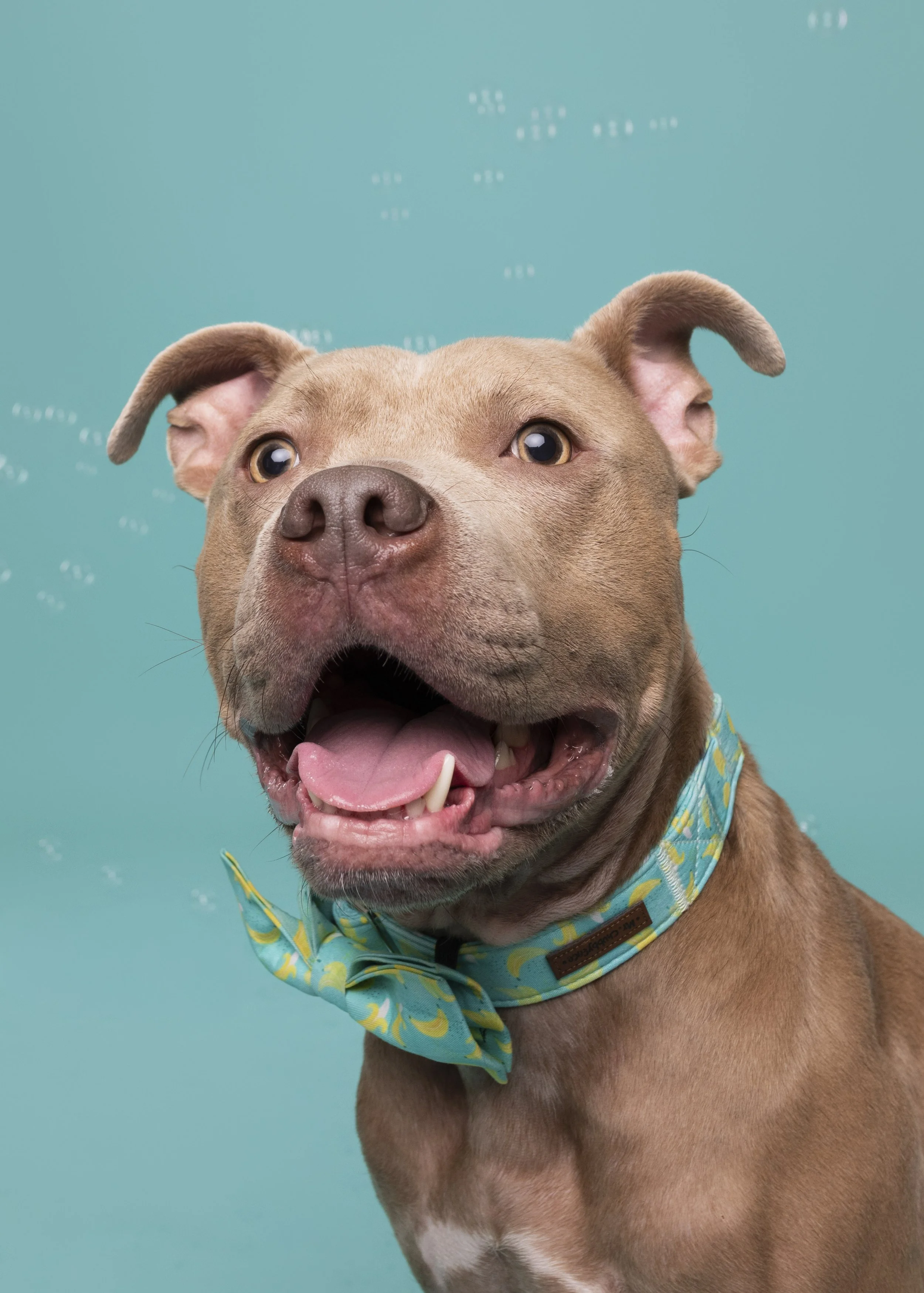 Pittie-asbhurn-va-studio session-dog-photography-northern virginia-3-.jpg