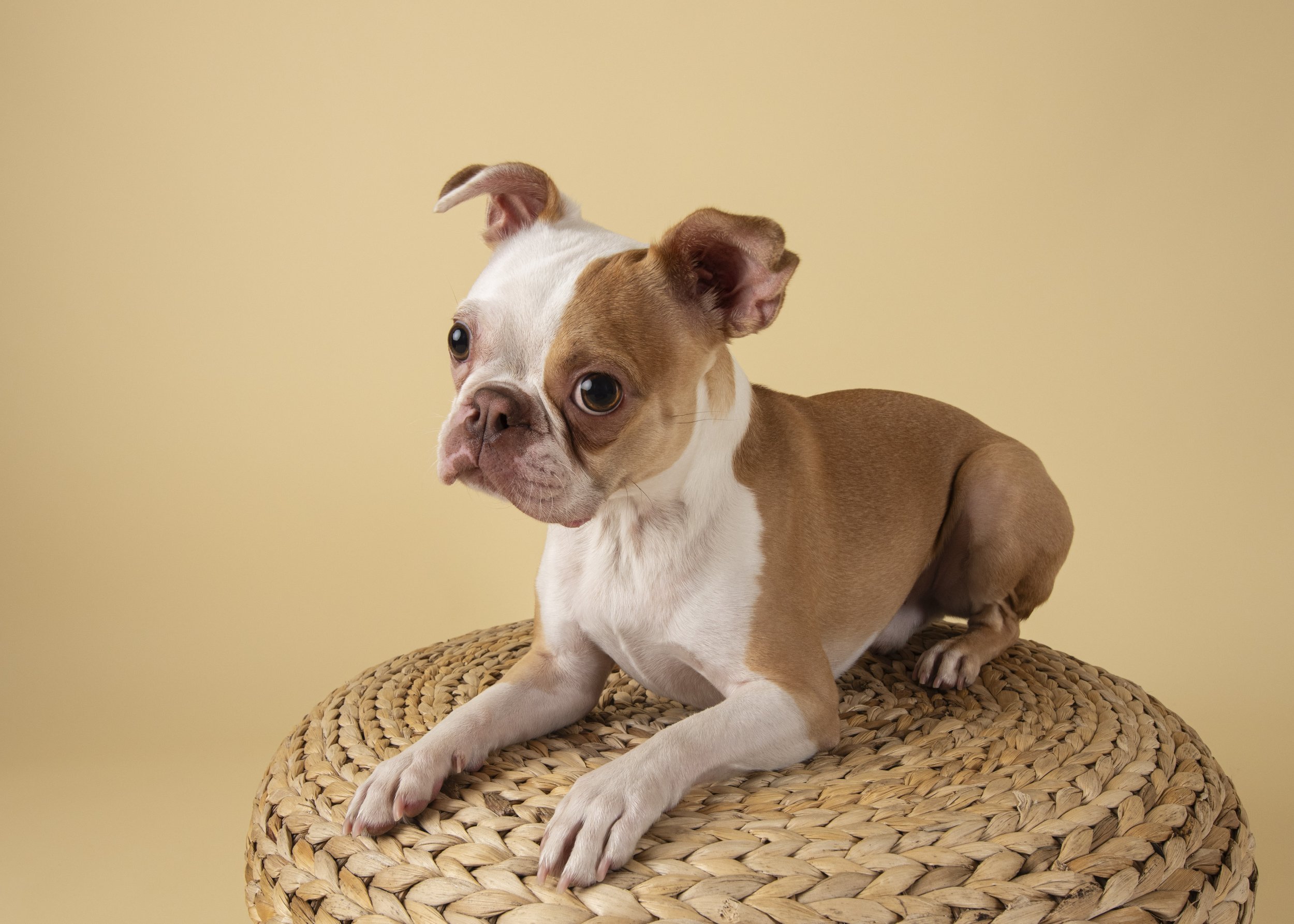 Boston Terrier-asbhurn-va-studio session-dog-photography-northern virginia-5-.jpg