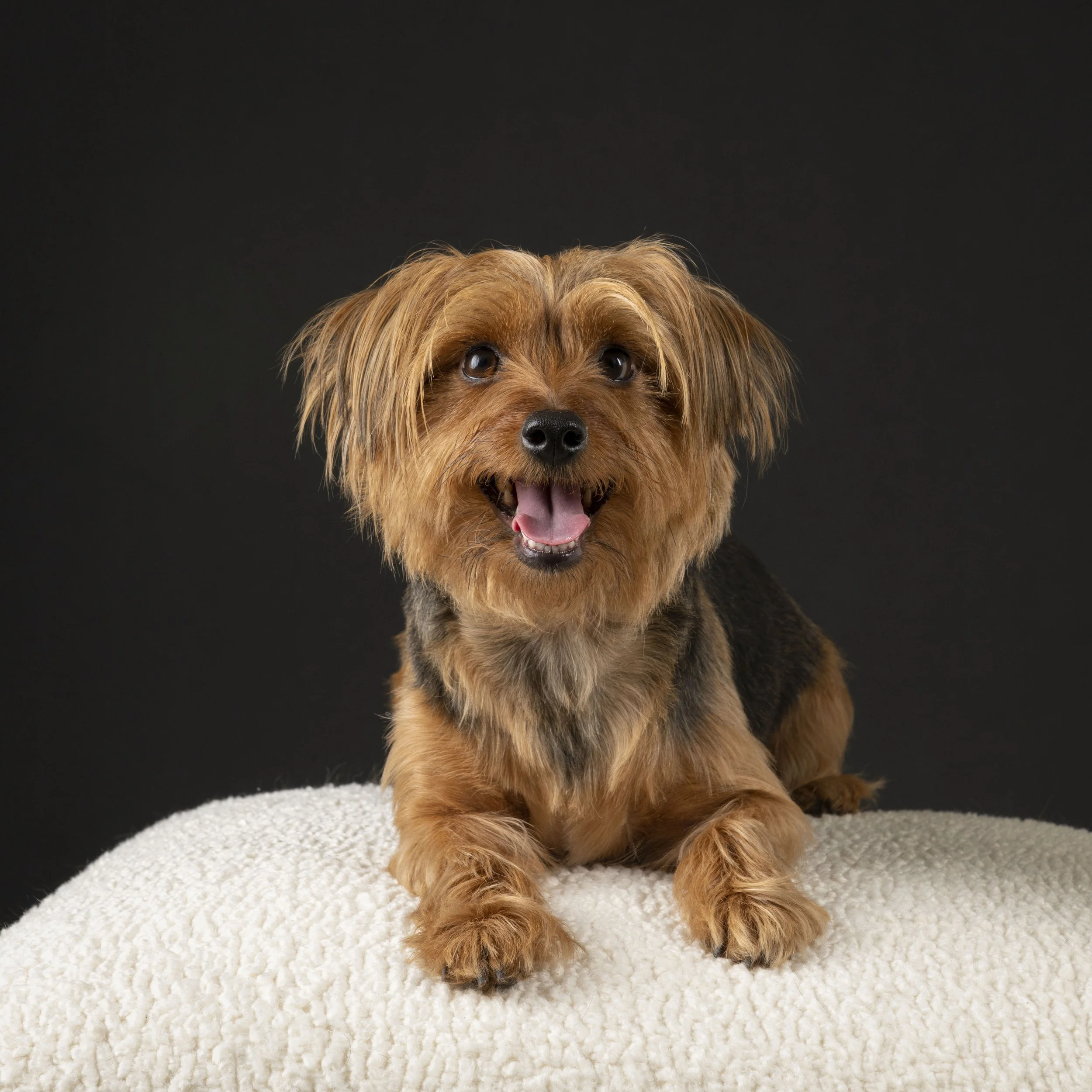 Studio Pet photography-ashburn va-dog phtogoraphy-northern virginia-5-dog-pet photography-.jpg