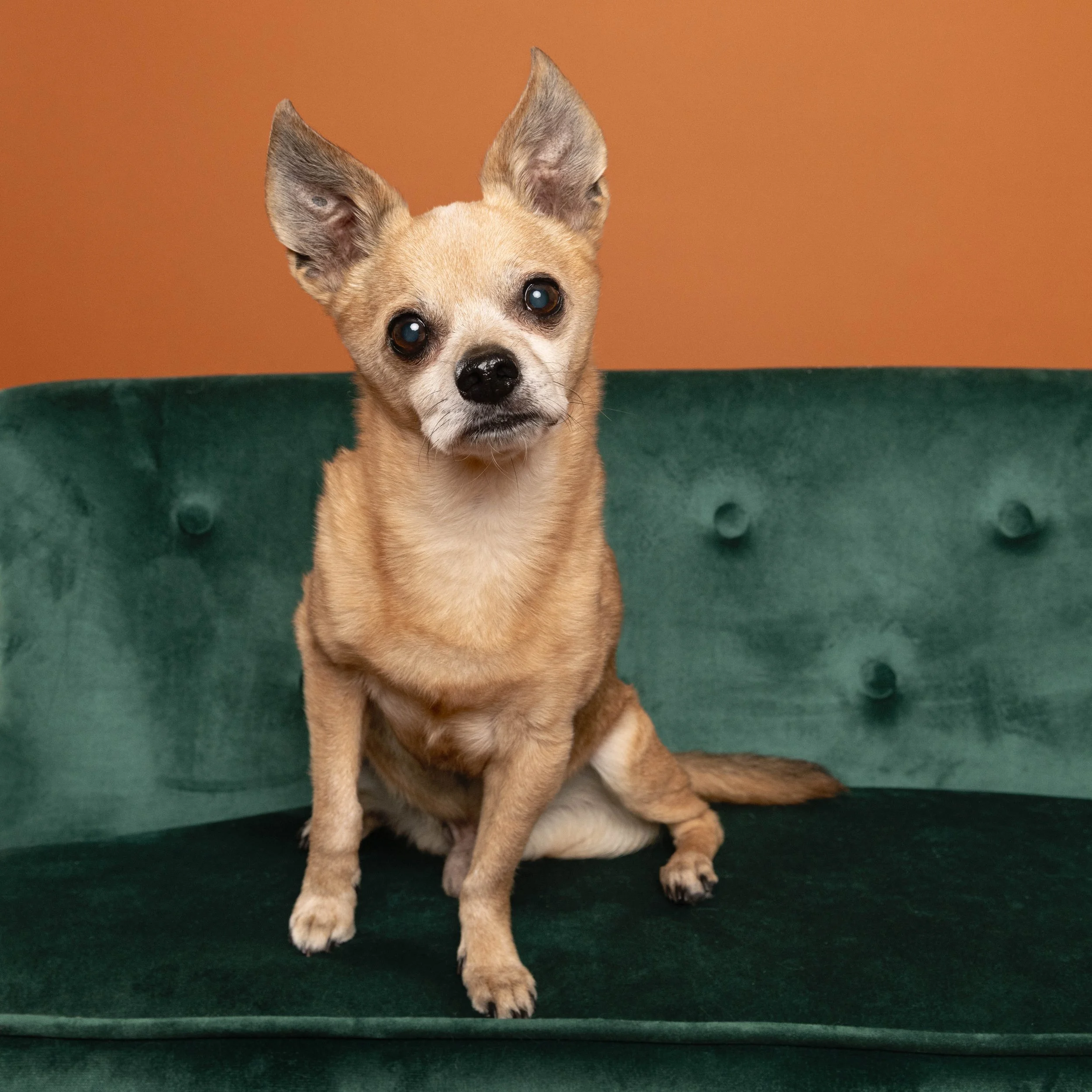 Chihuahua-asbhurn-va-studio session-dog-photography-northern virginia-4-.jpg