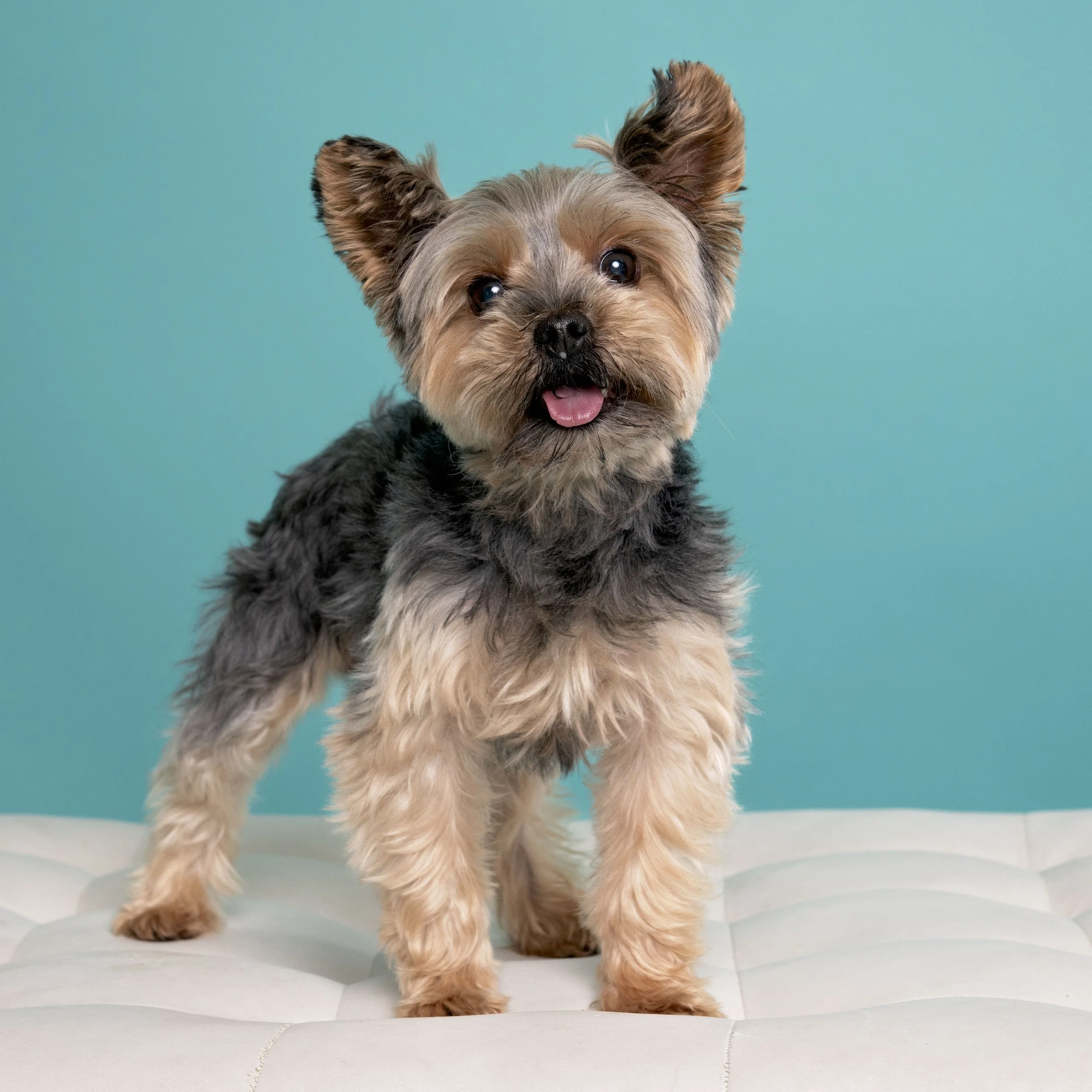 Yorkshire terrier-asbhurn-va-studio session-dog-photography-northern virginia-3-.jpg
