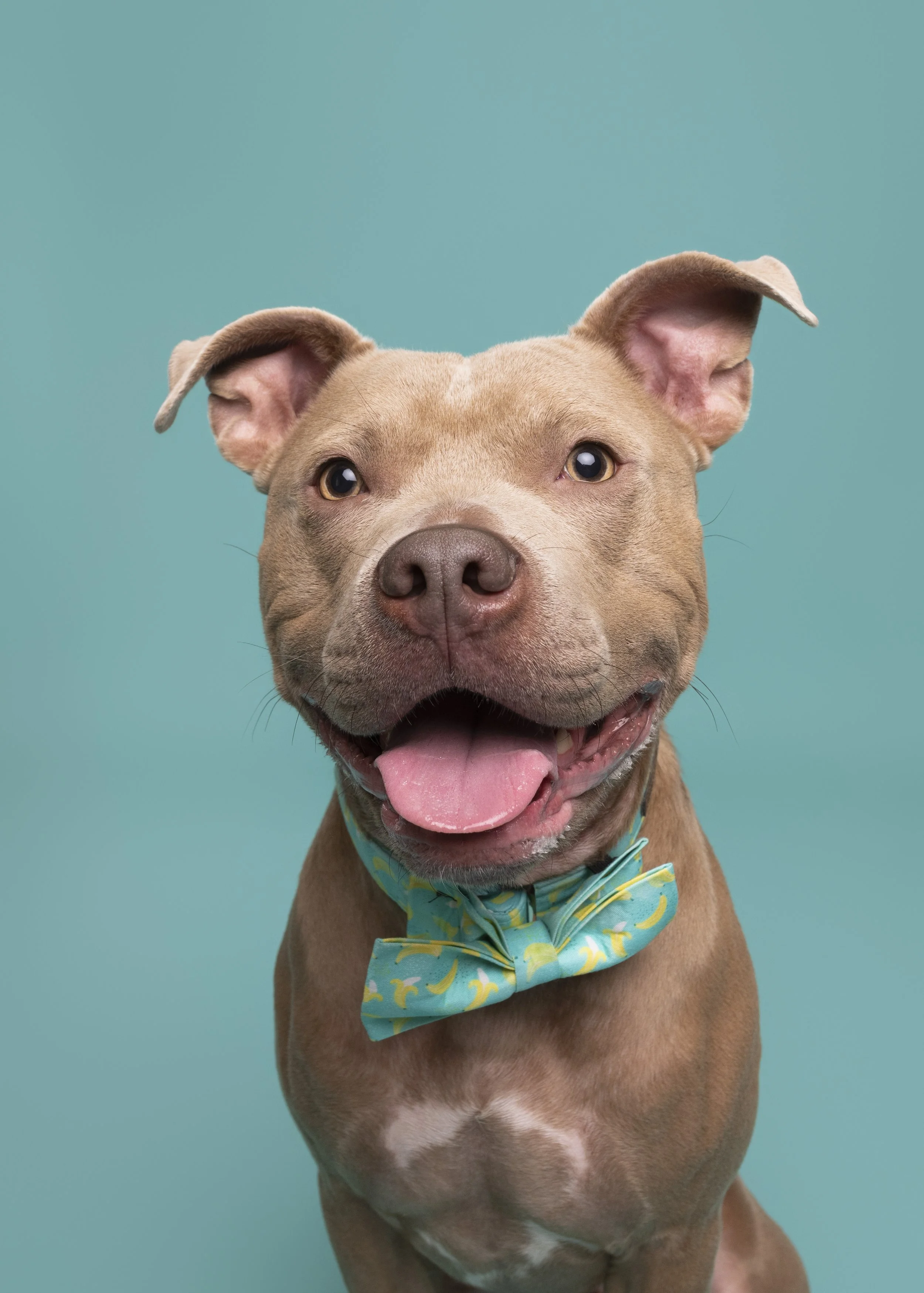 Pittie-asbhurn-va-studio session-dog-photography-northern virginia-2-.jpg