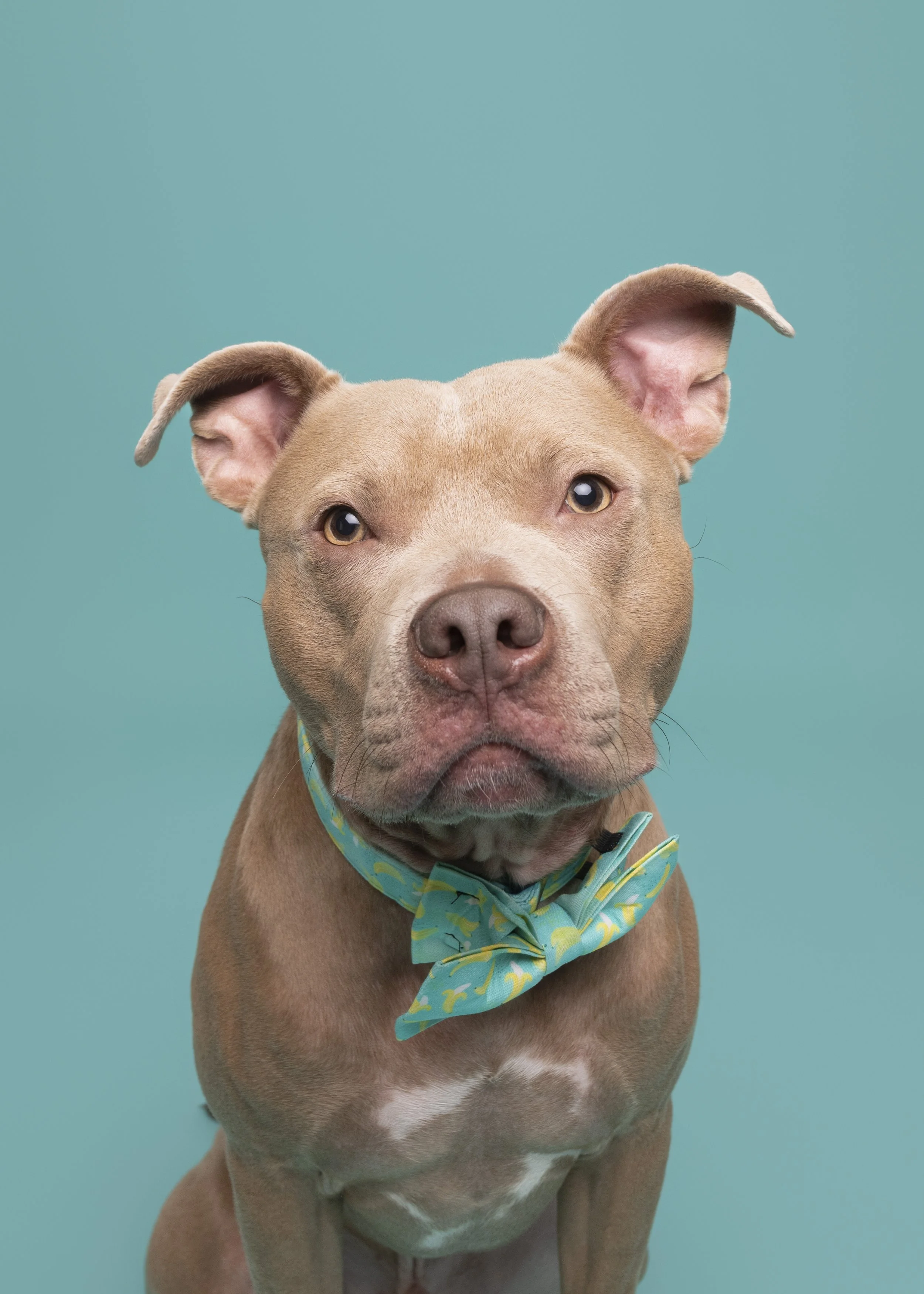 Pittie-asbhurn-va-studio session-dog-photography-northern virginia-5-.jpg
