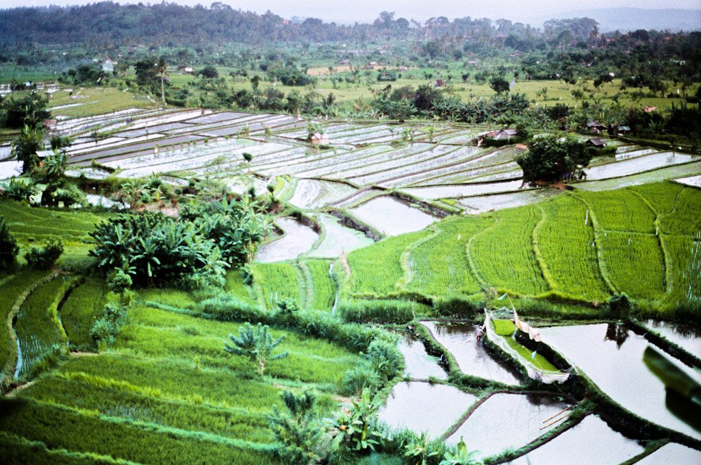   Rice Field , Bali 