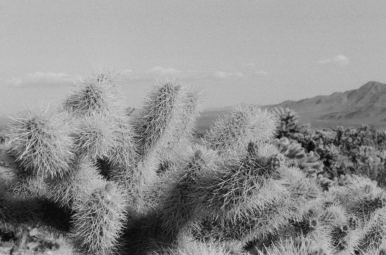   刺多不压身,  Joshua Tree  