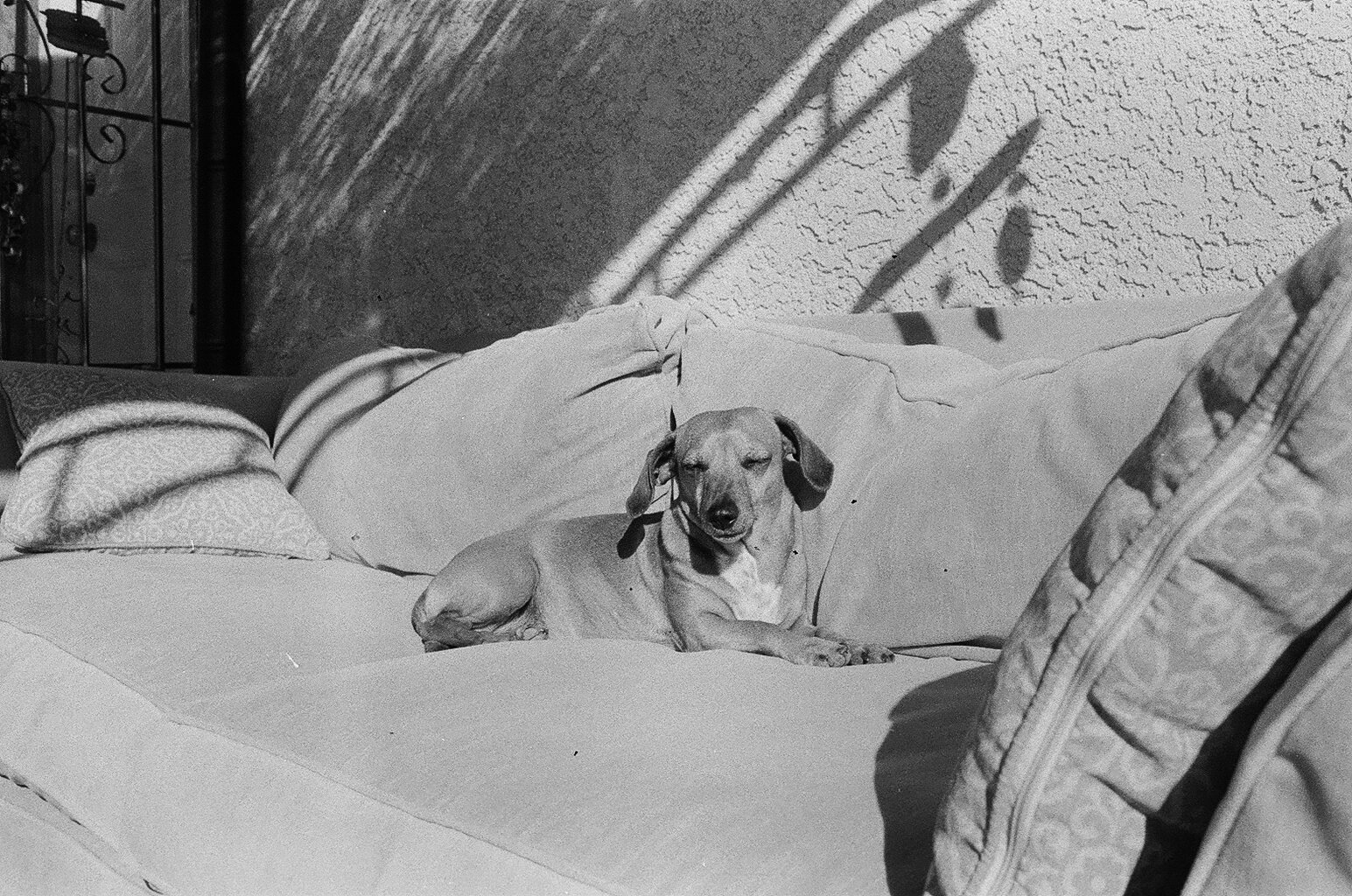   Campground Dog,  Joshua Tree  