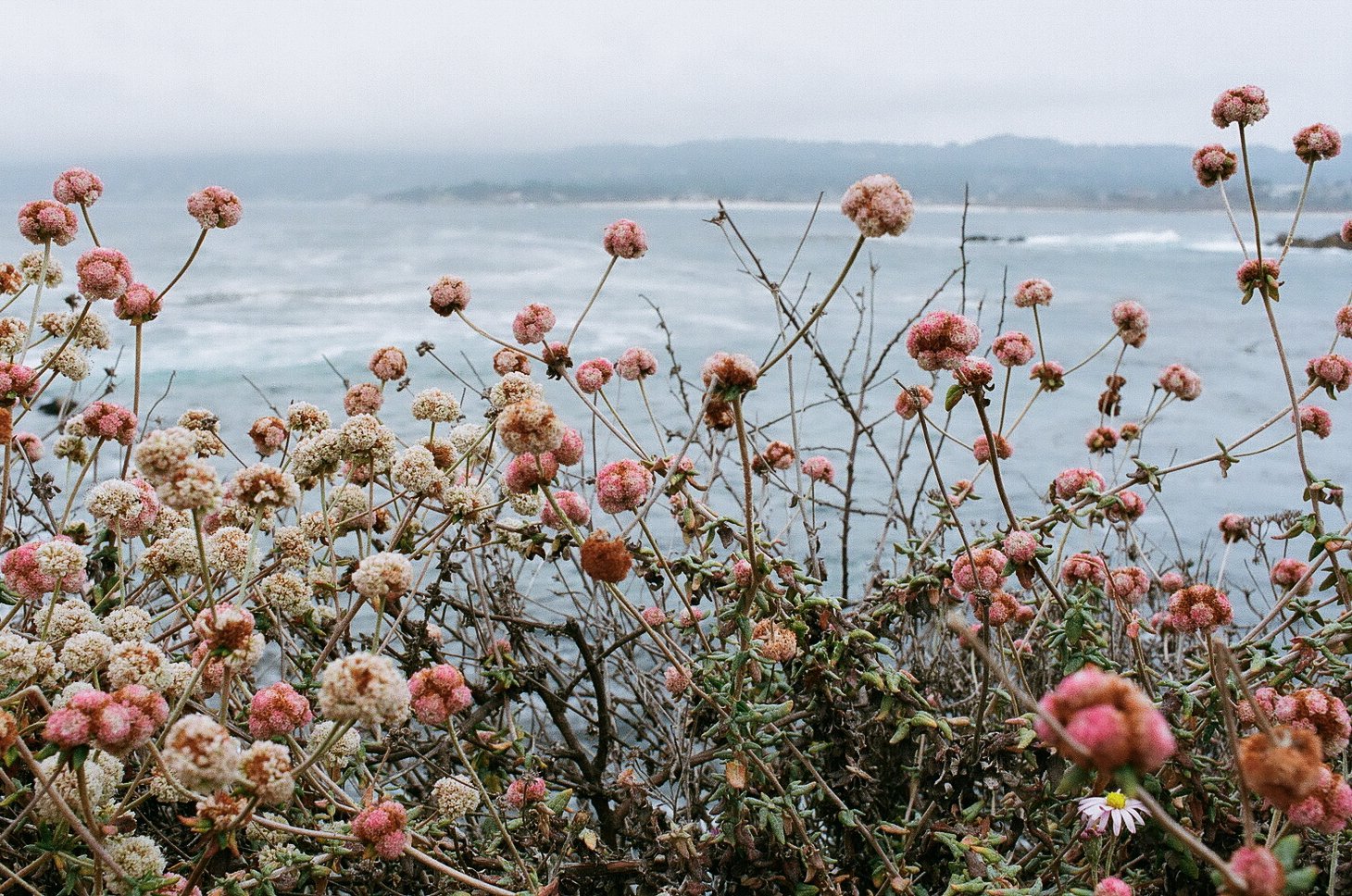   海上的粉球, Pebble Beach, California  