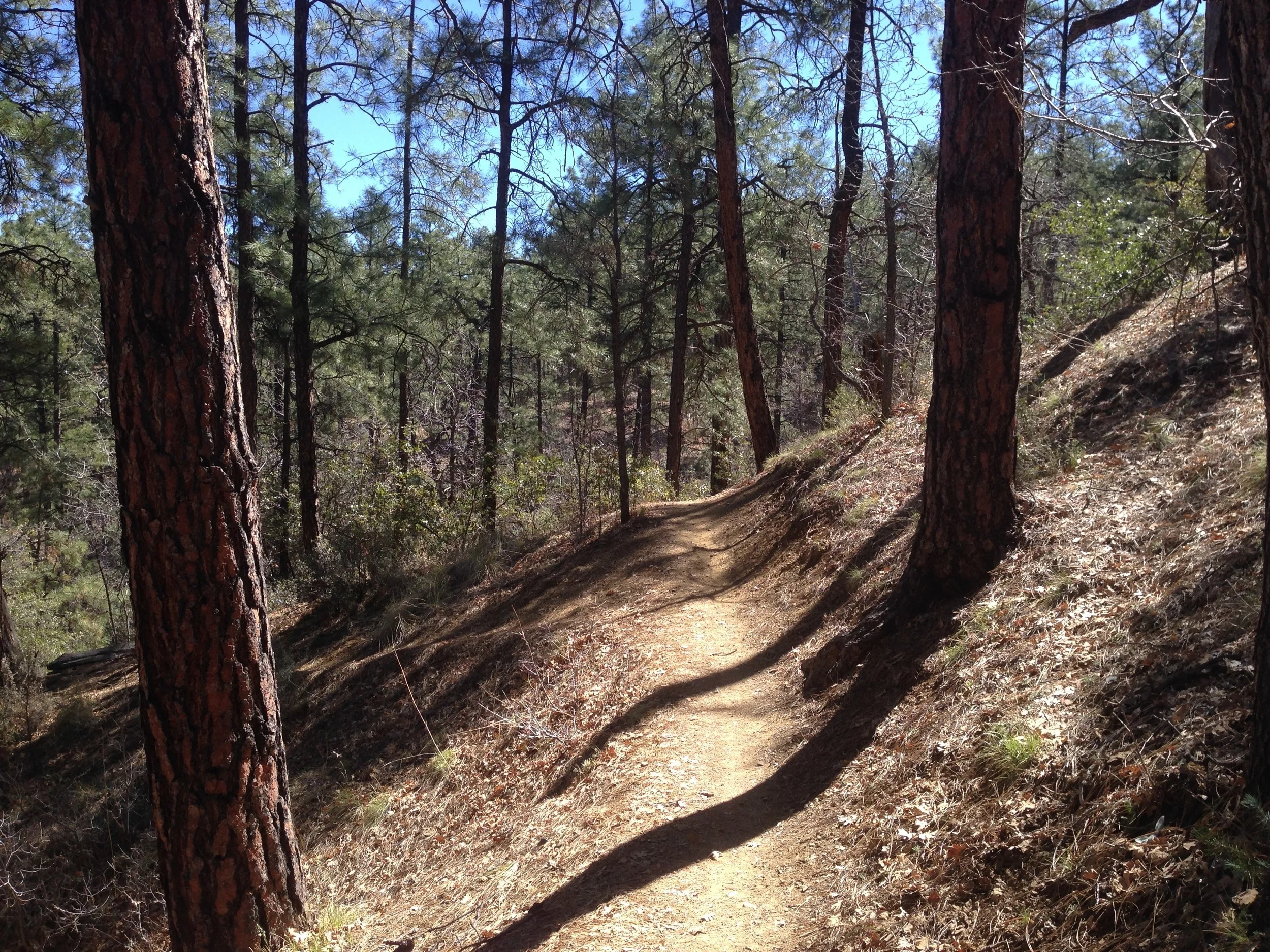 I love the desert and cactus, but I have to admit that trees are pretty amazing too.