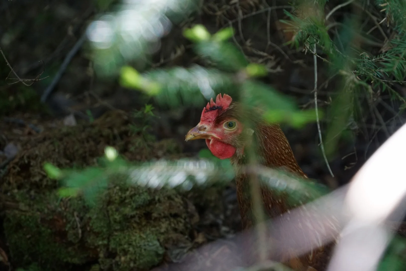 Dave and I got some chickens!! Rest days are also made for looking at chickens and taking pictures of them :) They are so funny!