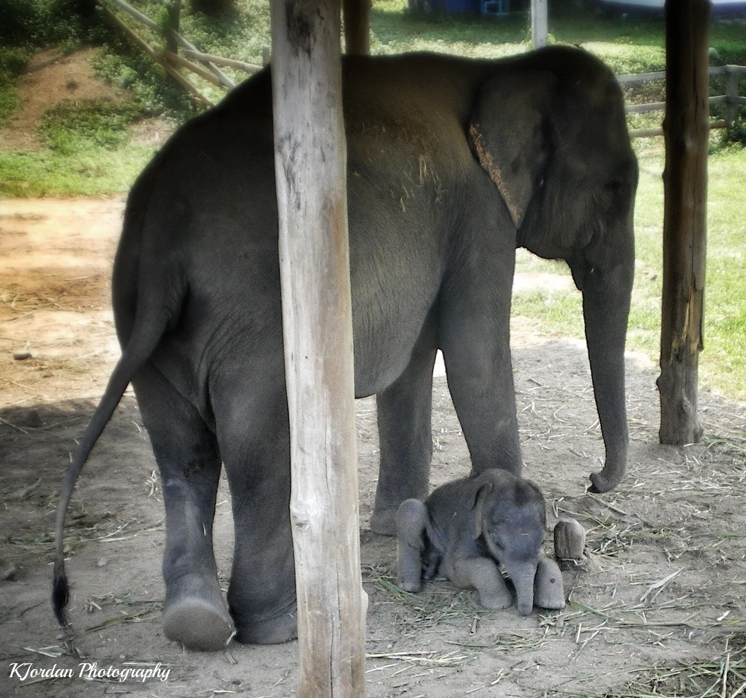 Elephant Sanctuary, Thailand