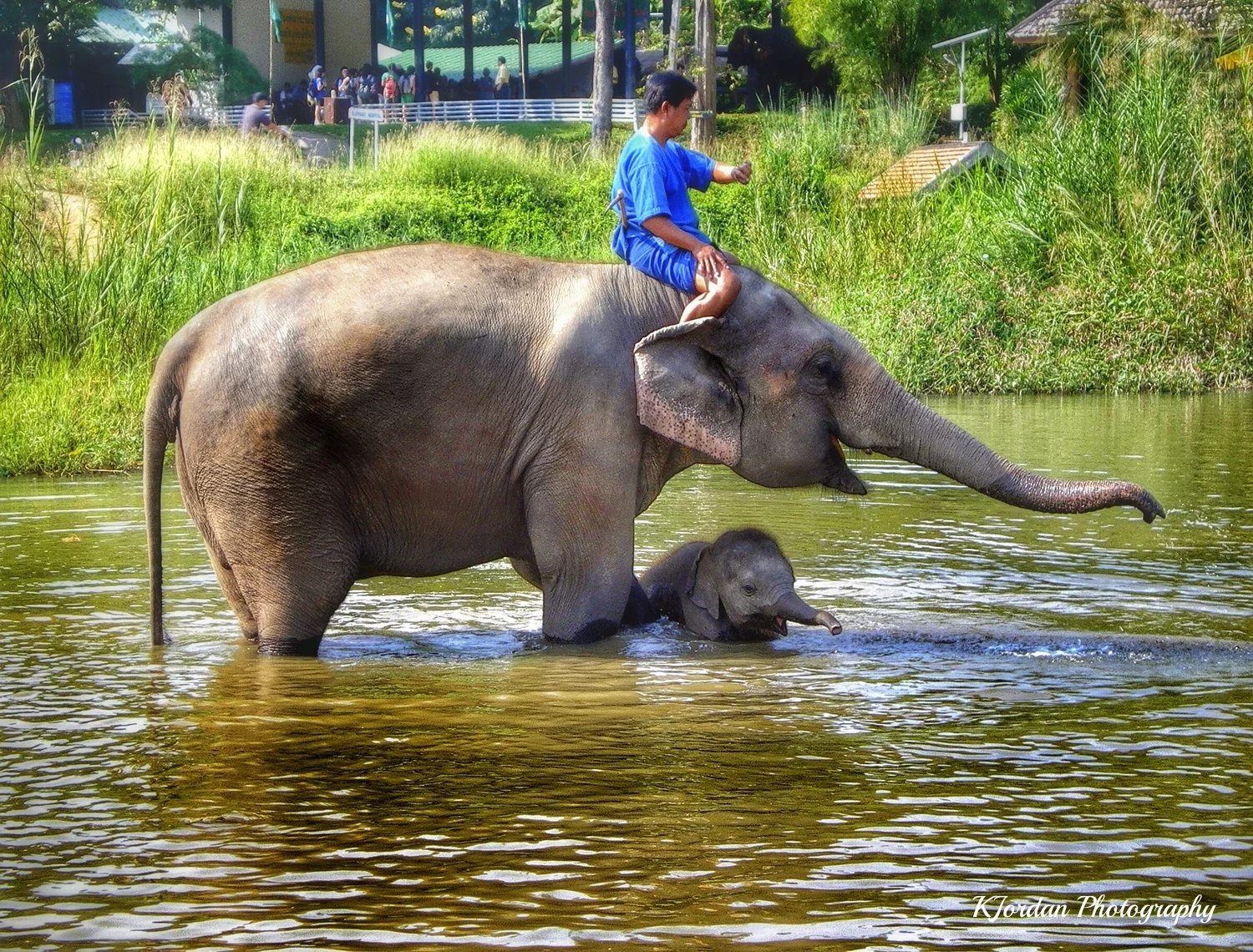 Elephant Sanctuary near Chiang Mai, Thailand