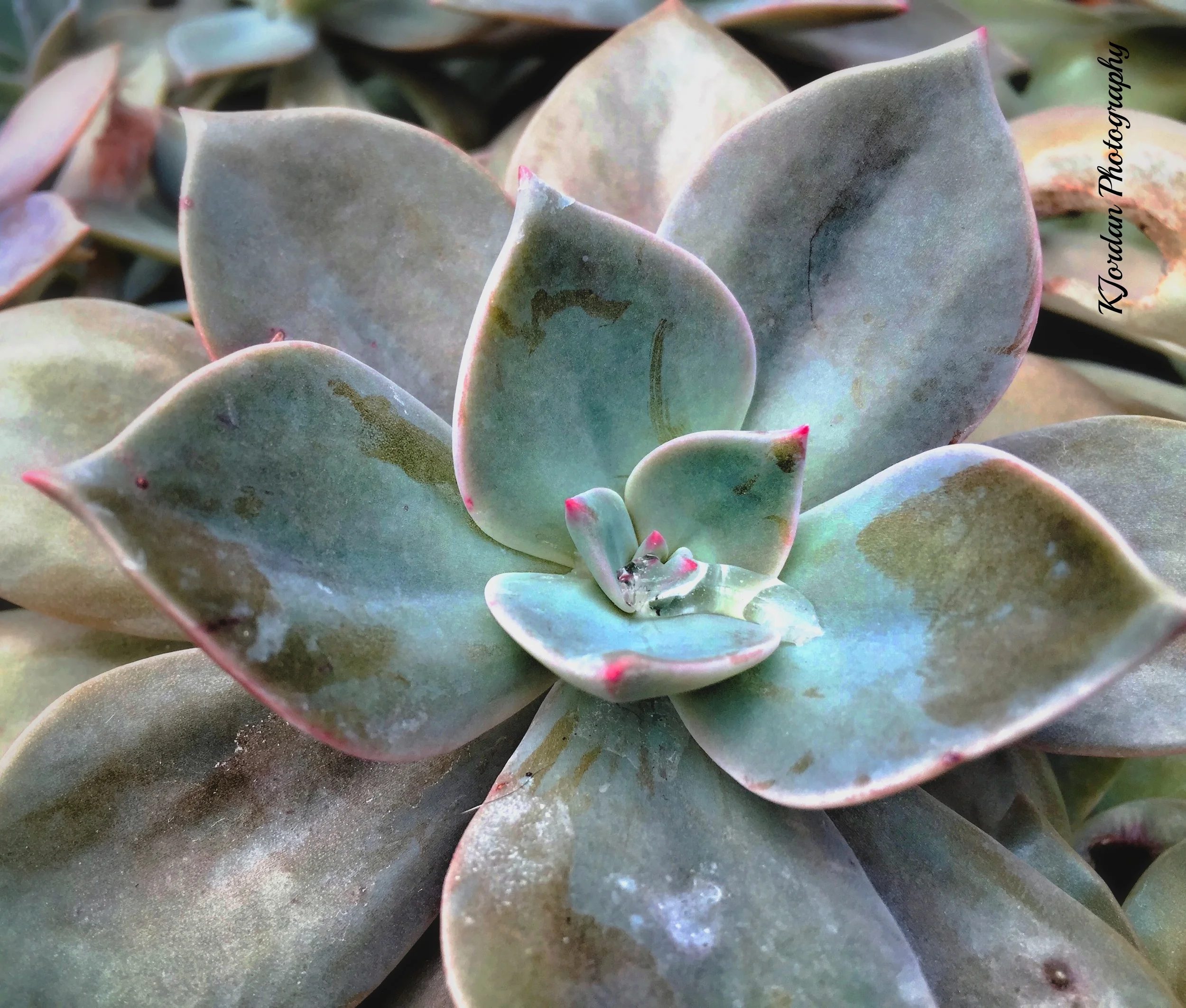 Botanical Garden, Belfast