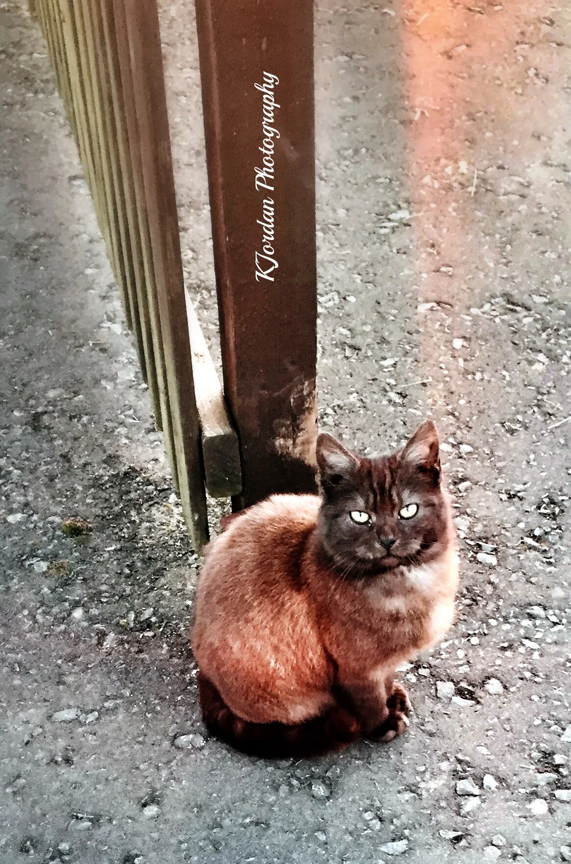 Barn Kitty, Bushmills, N. Ireland