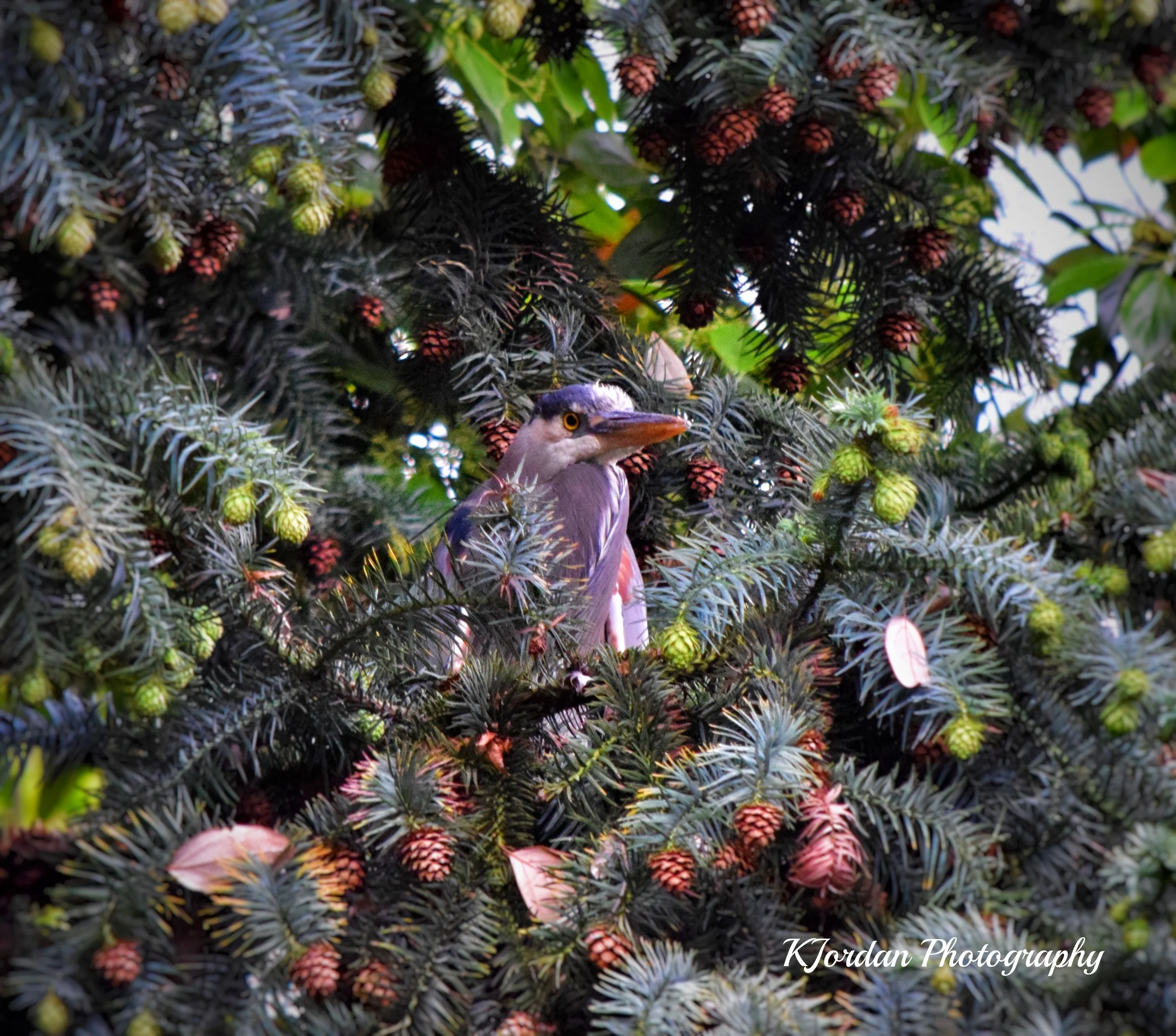 Blue Heron, Lan Su Chinese Gardens