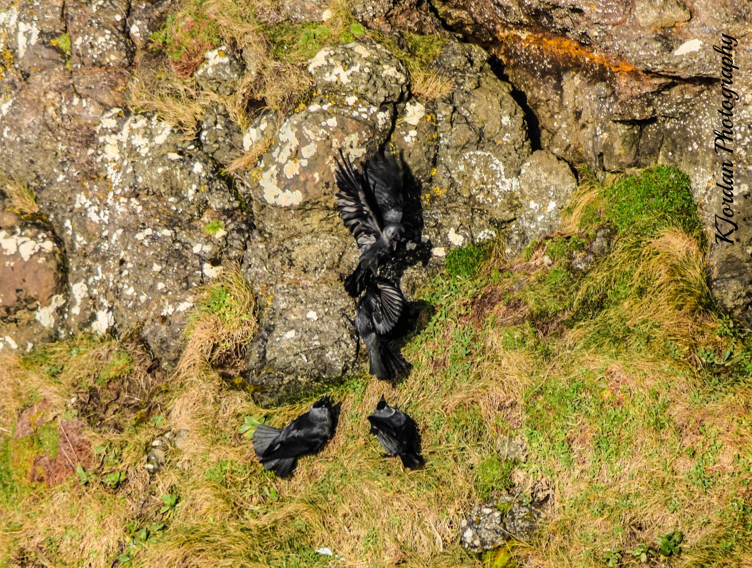 Battle of the Crows, N. Ireland