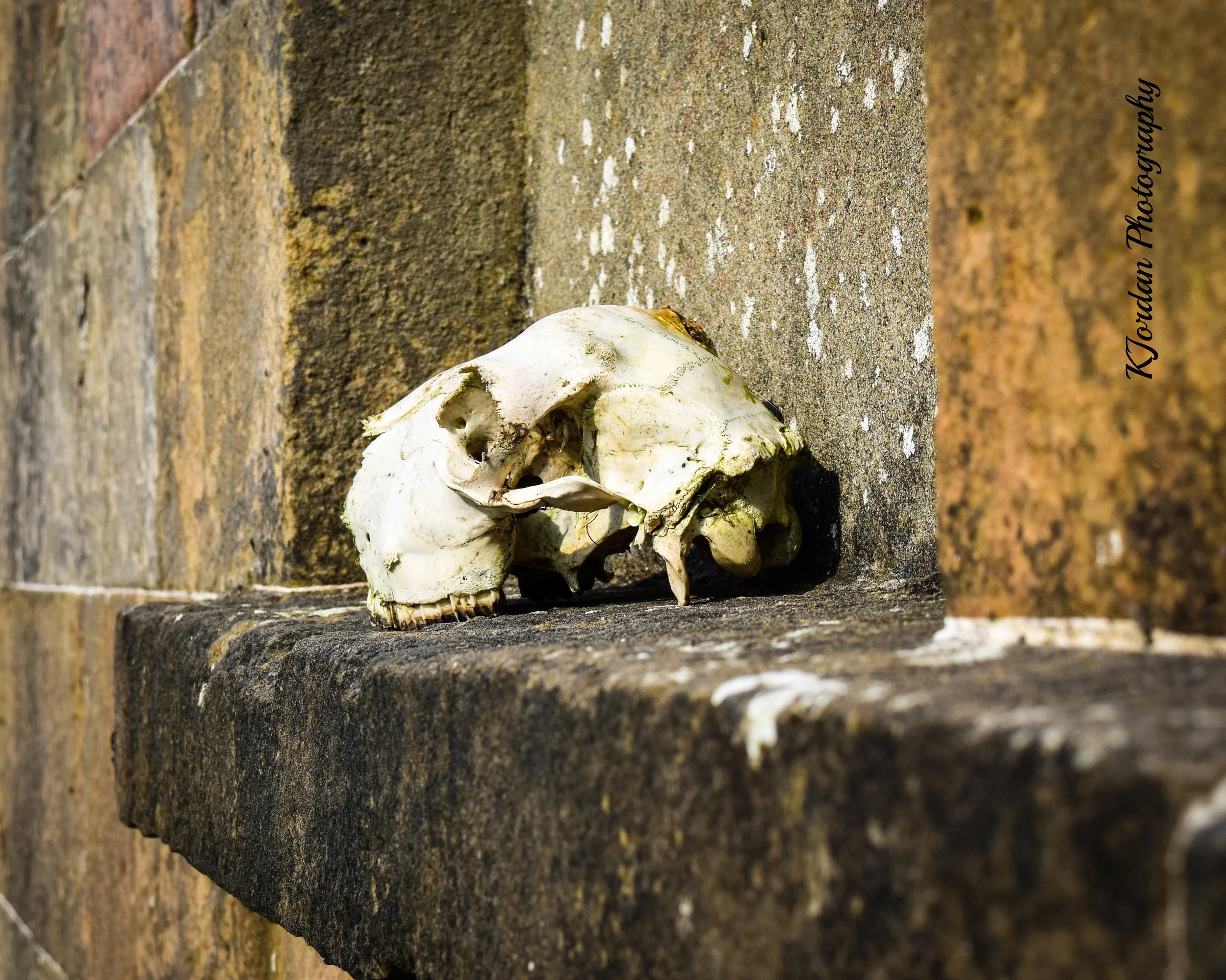 Sheep Skull, N. Ireland