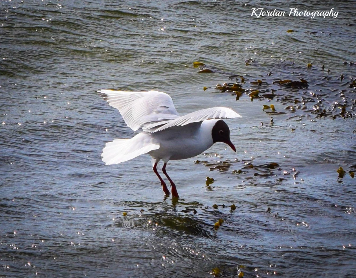 Galway Landing, Ireland