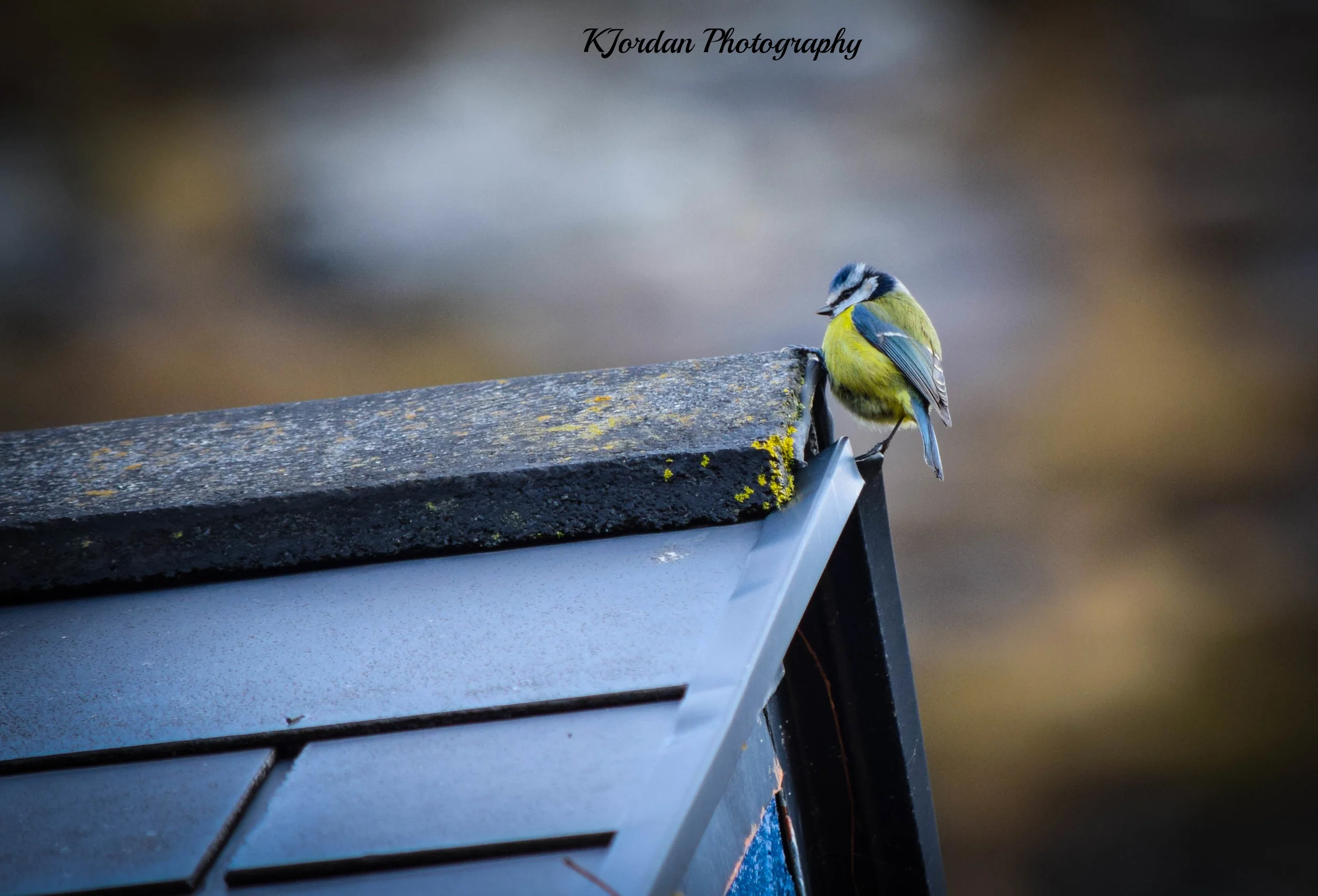 Guardian of the Nest, Clifden, Ireland