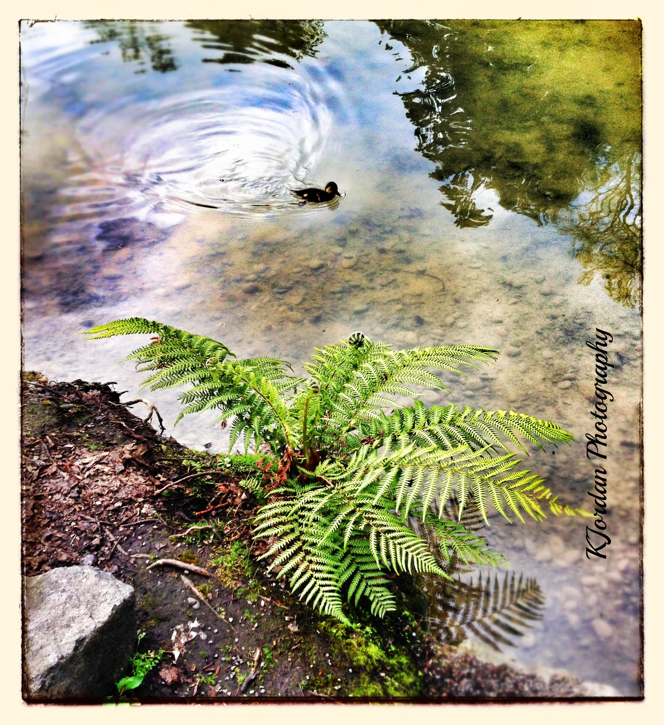 Christchurch Botanical Gardens, New Zealand