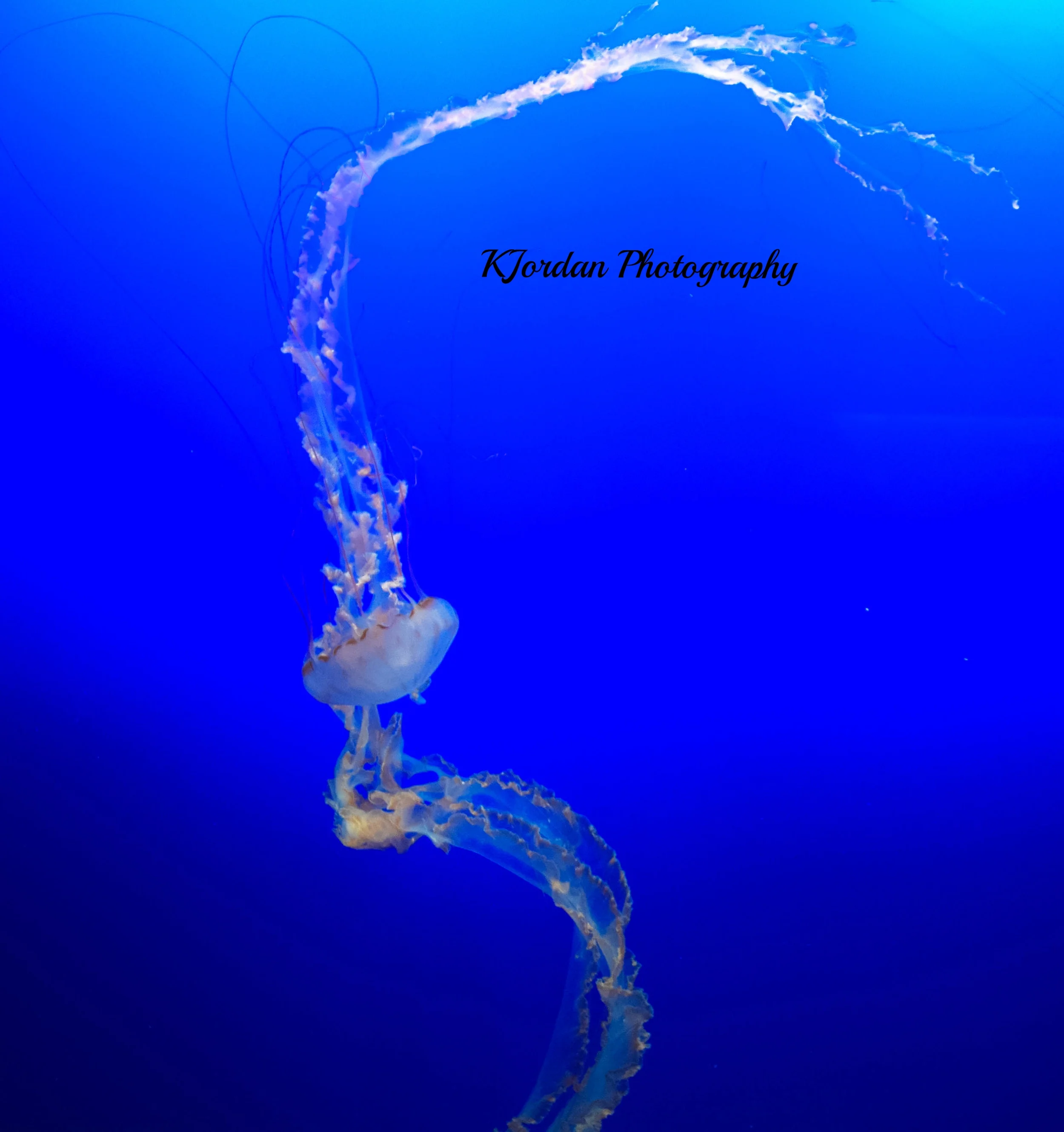 Dance of the Jellyfish