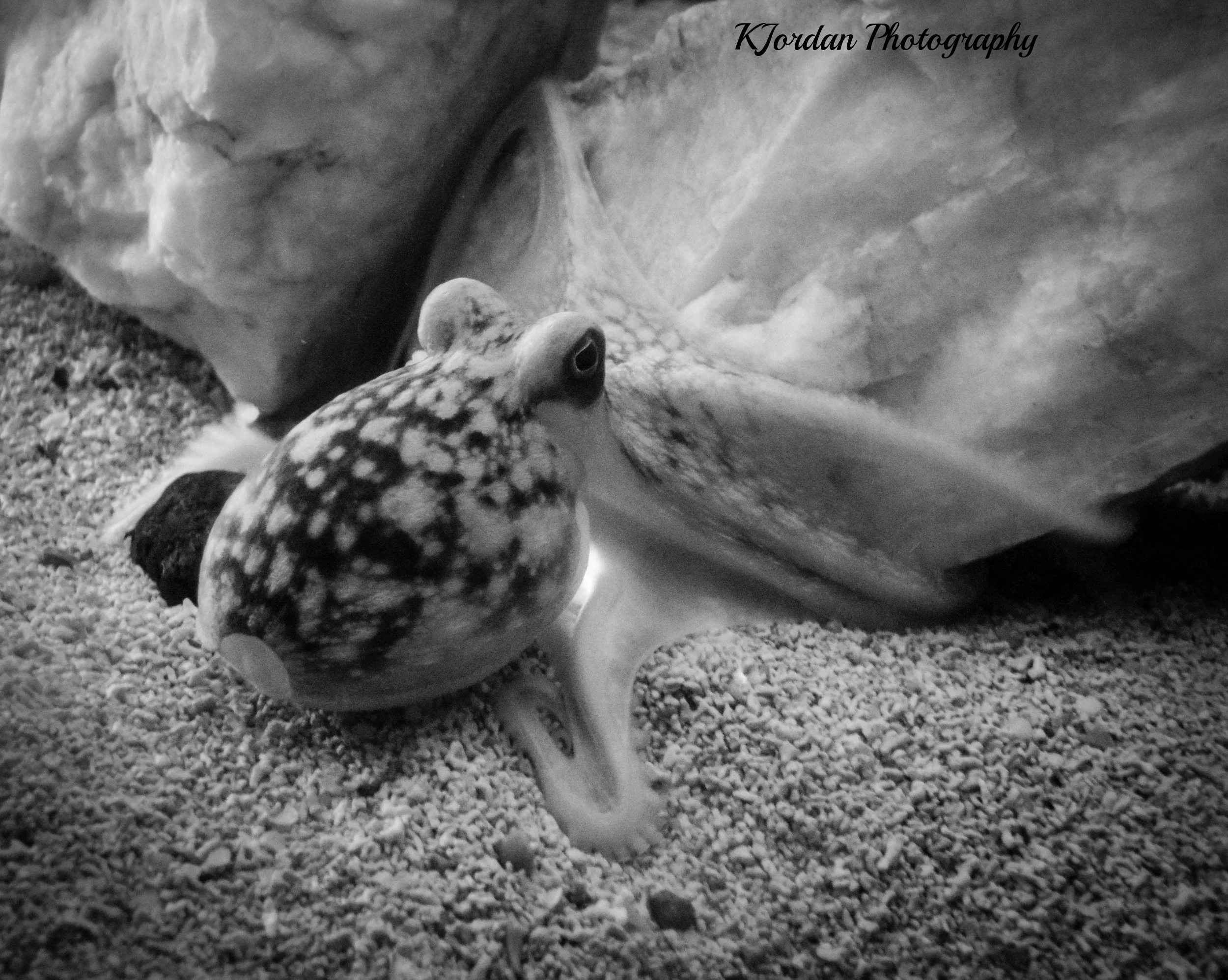 Galway Atlantaquaria, Ireland