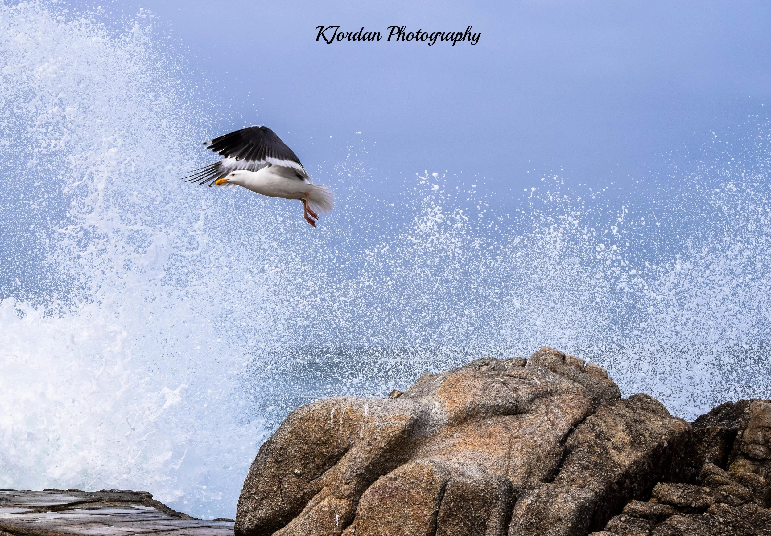 Ocean Flight, Monterey, CA