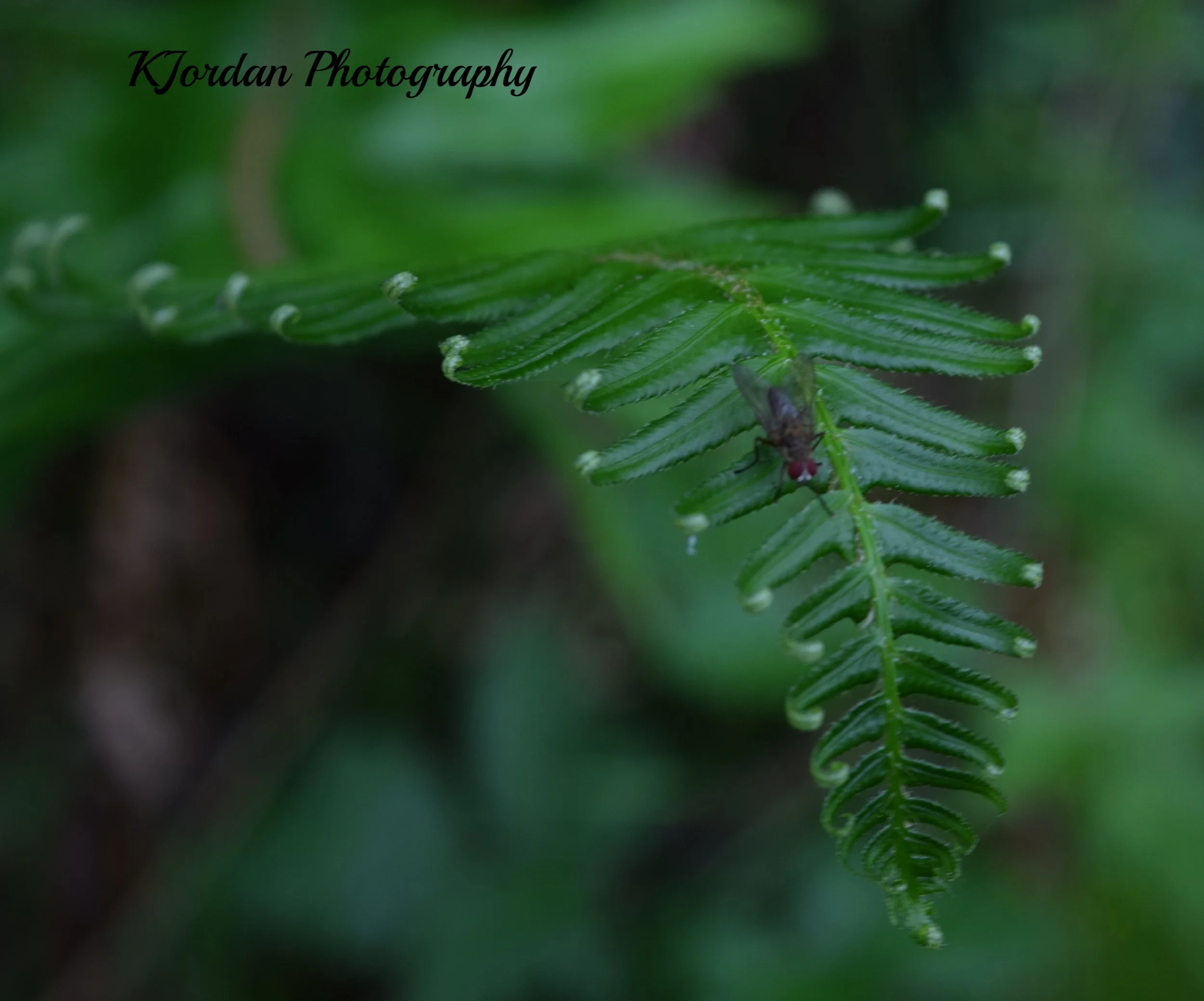 Fern Canyon, California