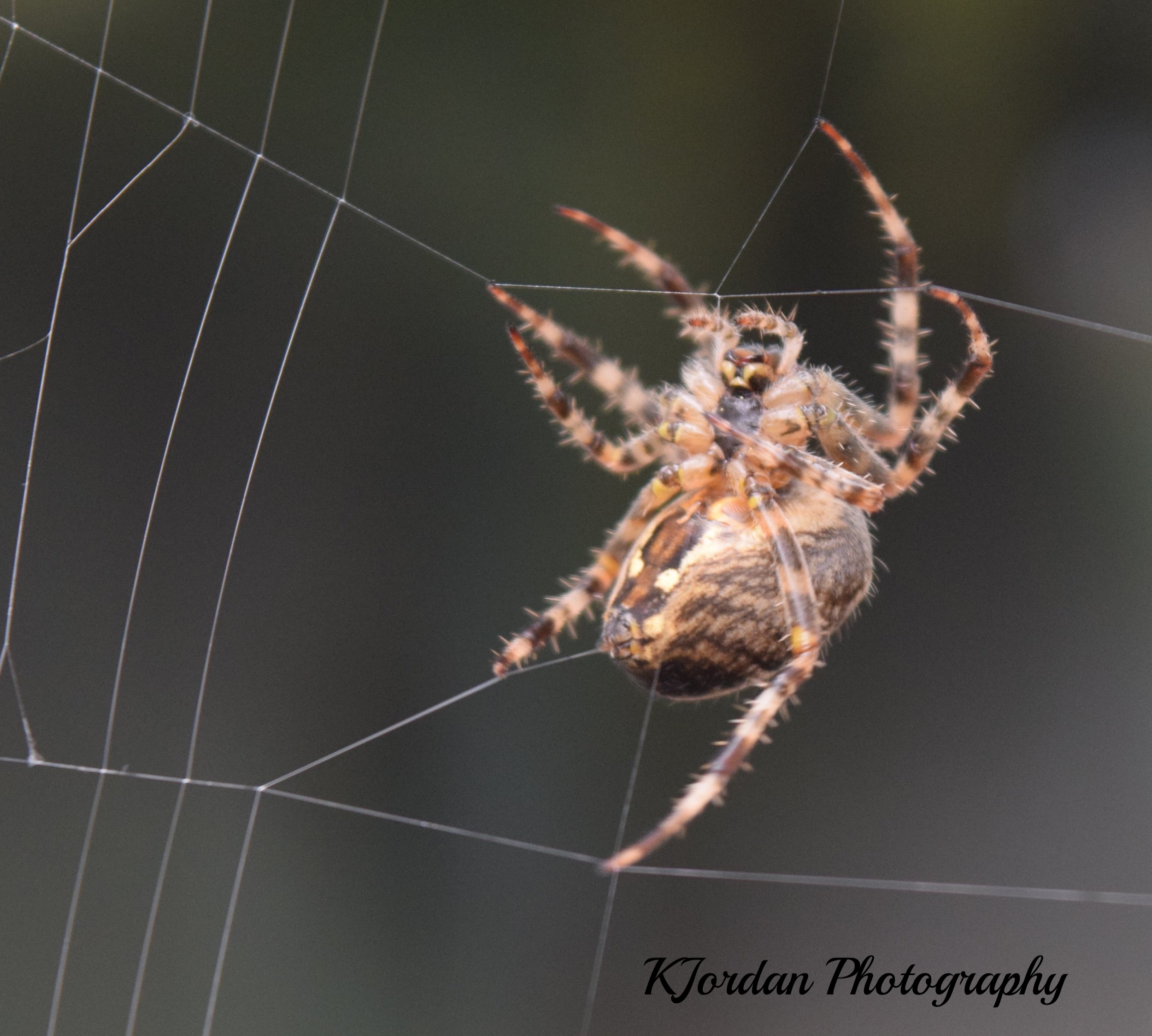 FullSizeRender (15).jpg