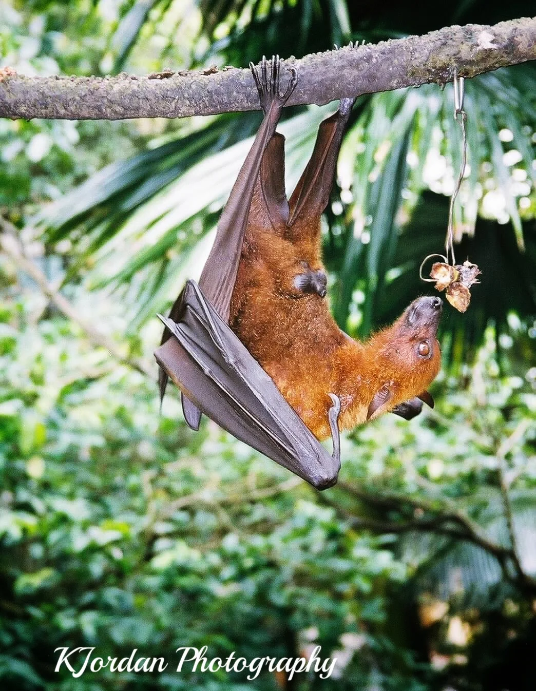 Flying Fox, Singapore