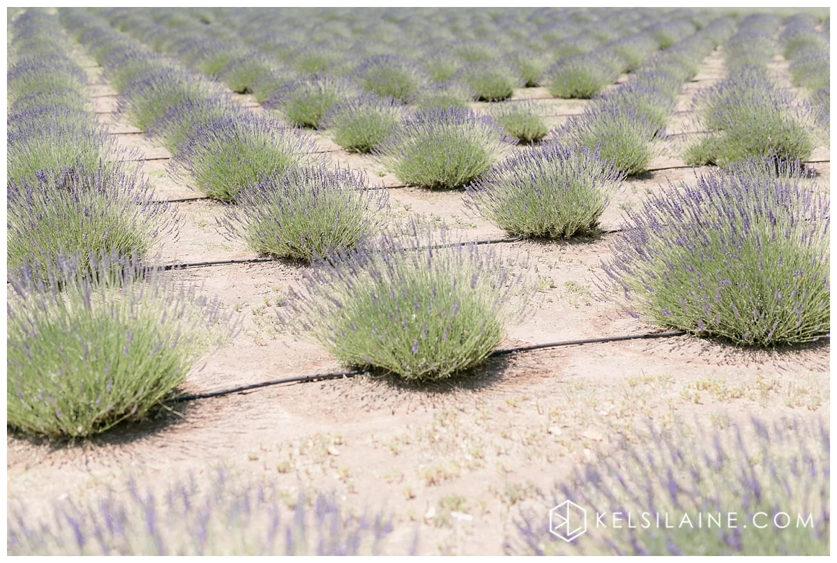 Kelsi Laine Photography_0564.jpg