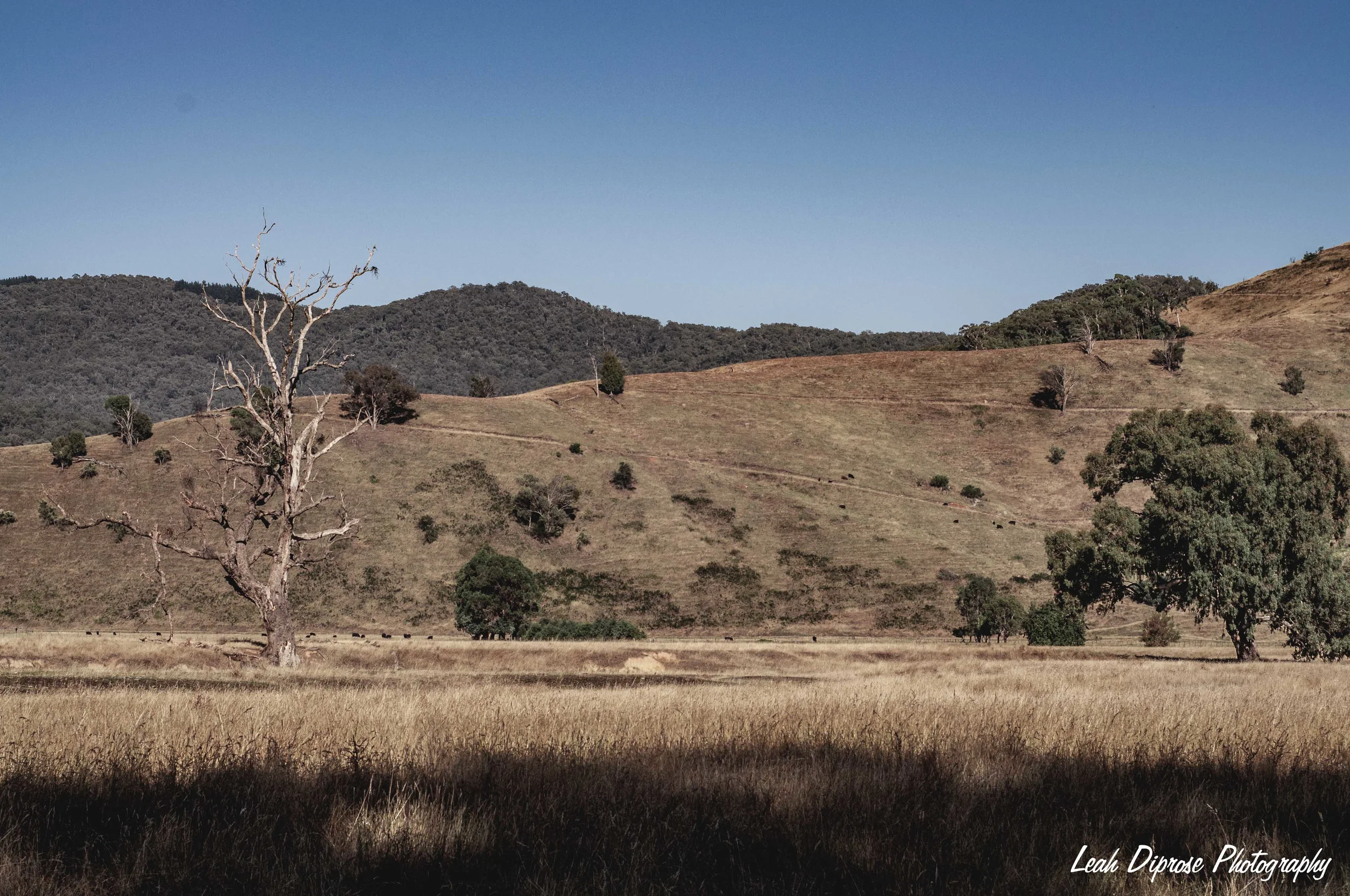 Leah Diprose Photography image-6182.jpg