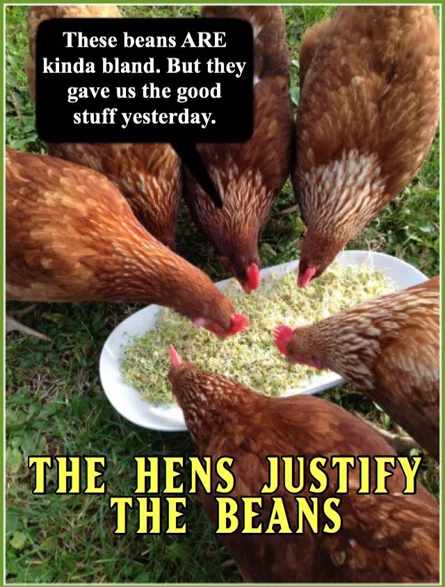 The hens Justify the Beans.jpg