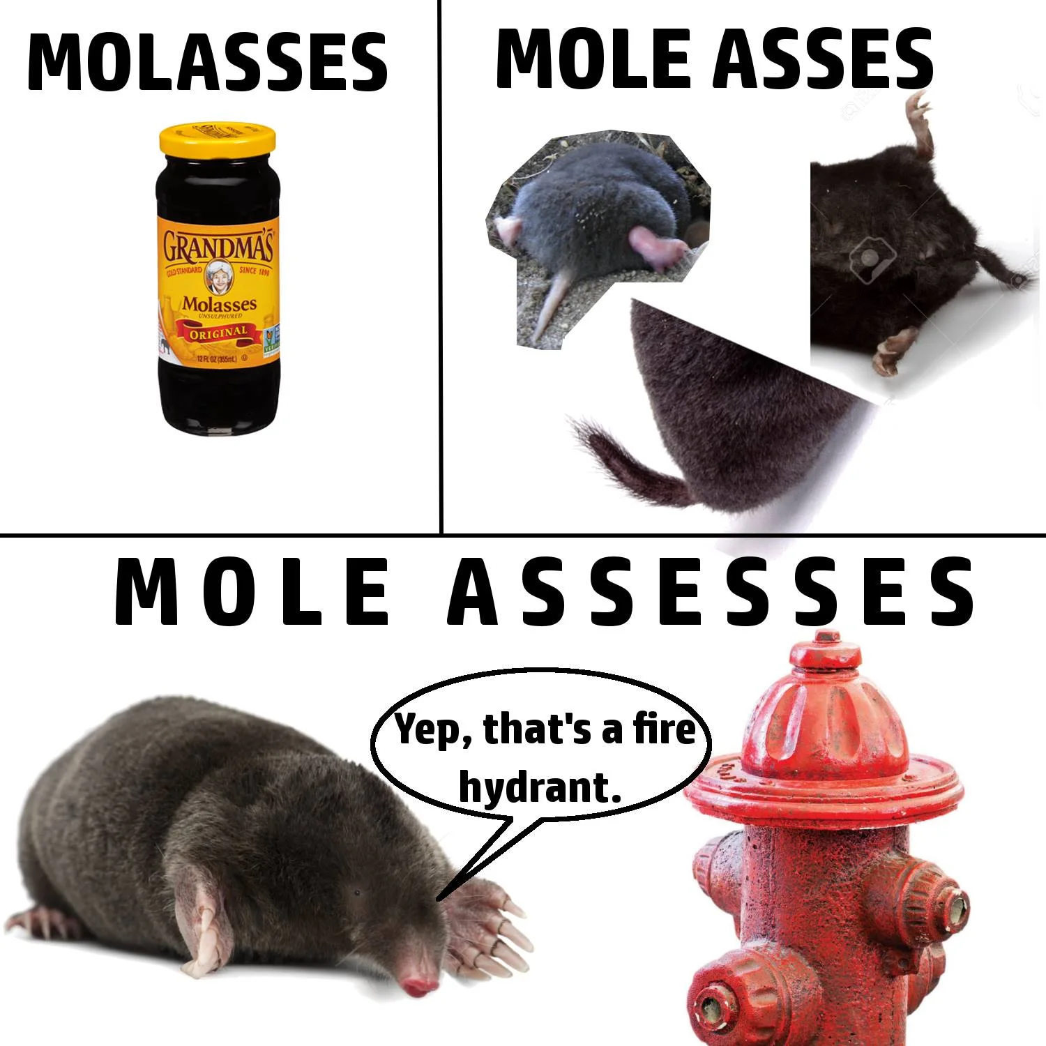 Molasses Mole Asses Mole Assesses.jpg