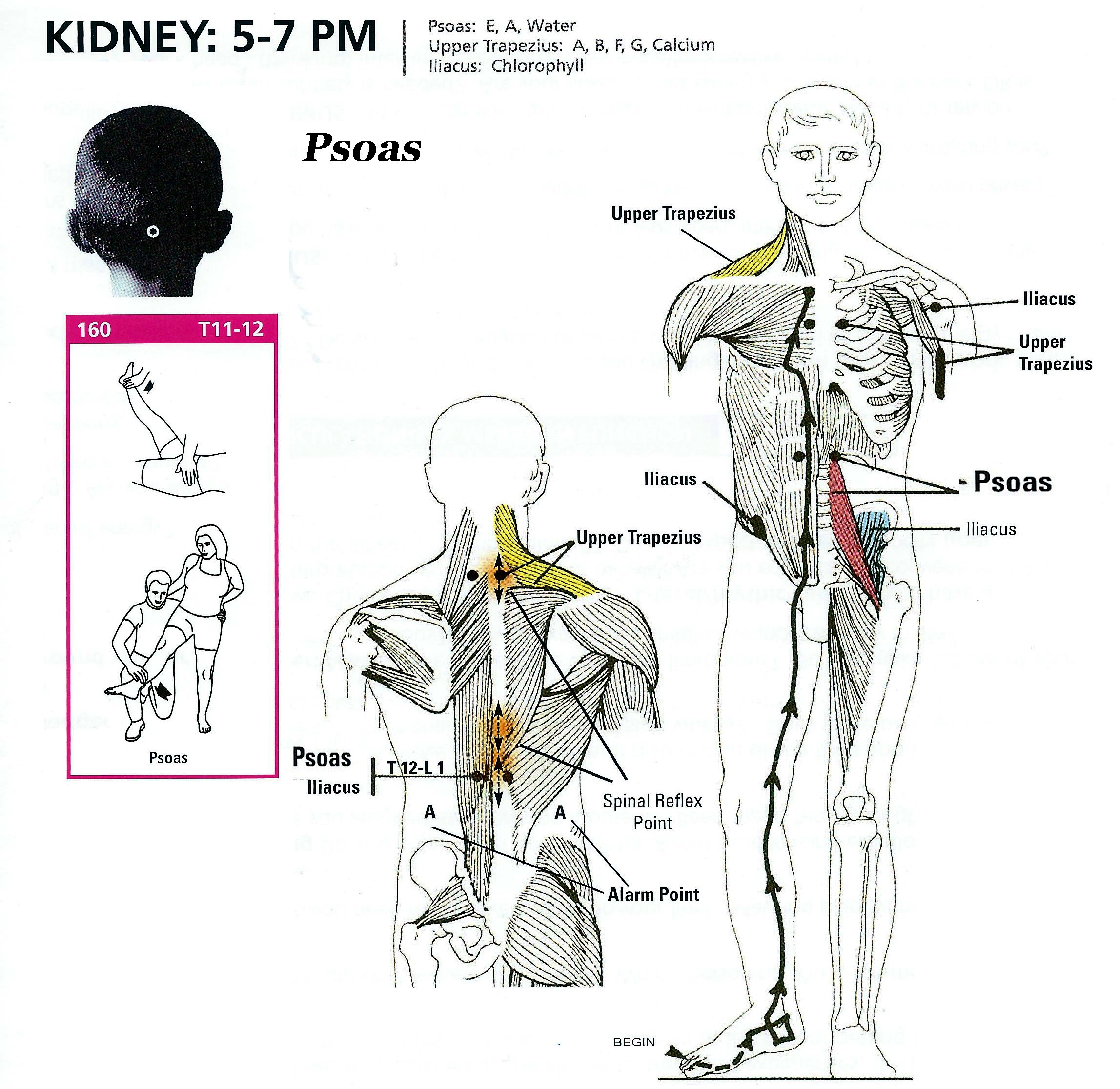 Kidney 5-7 PM.jpg