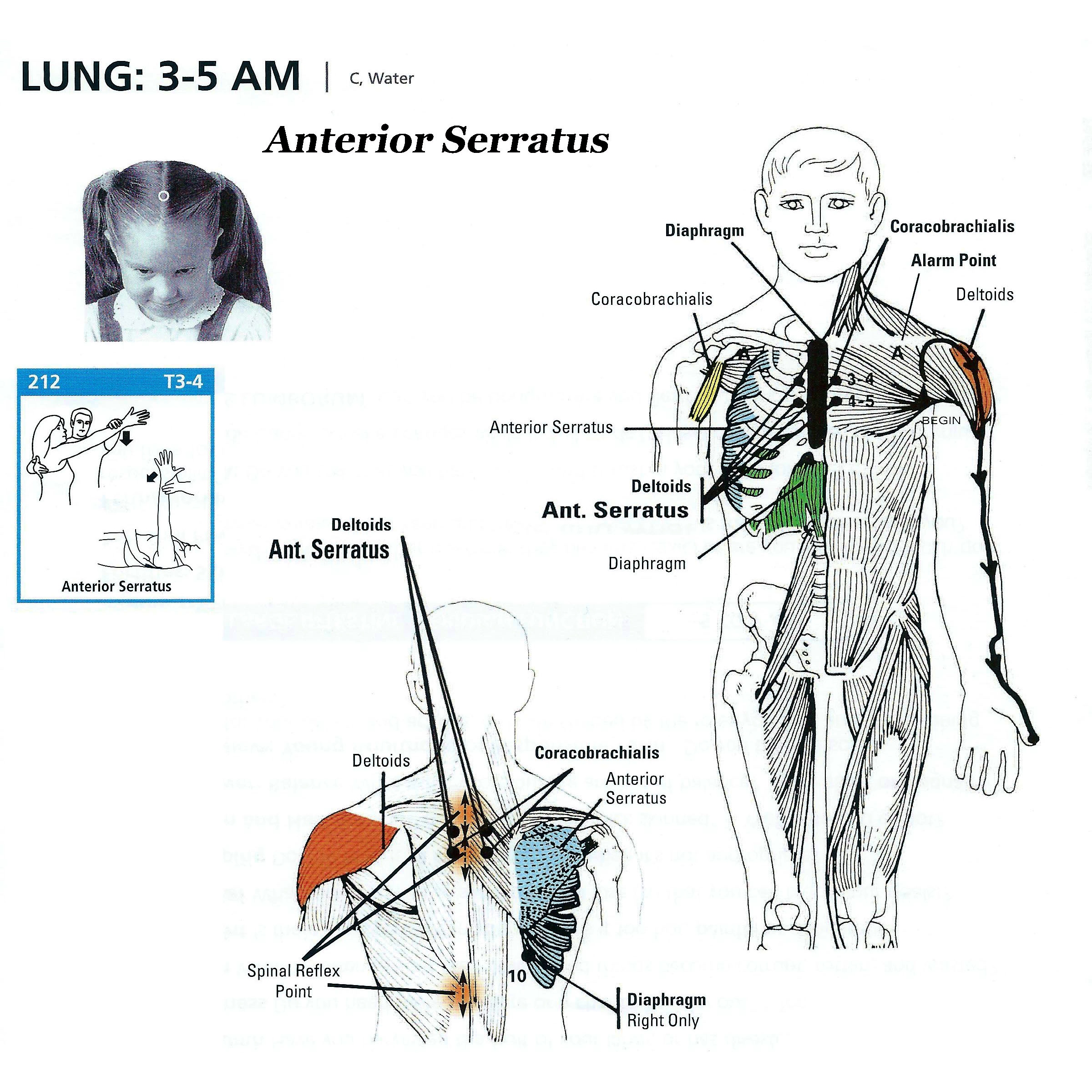 Lung 3-5 AM.jpg