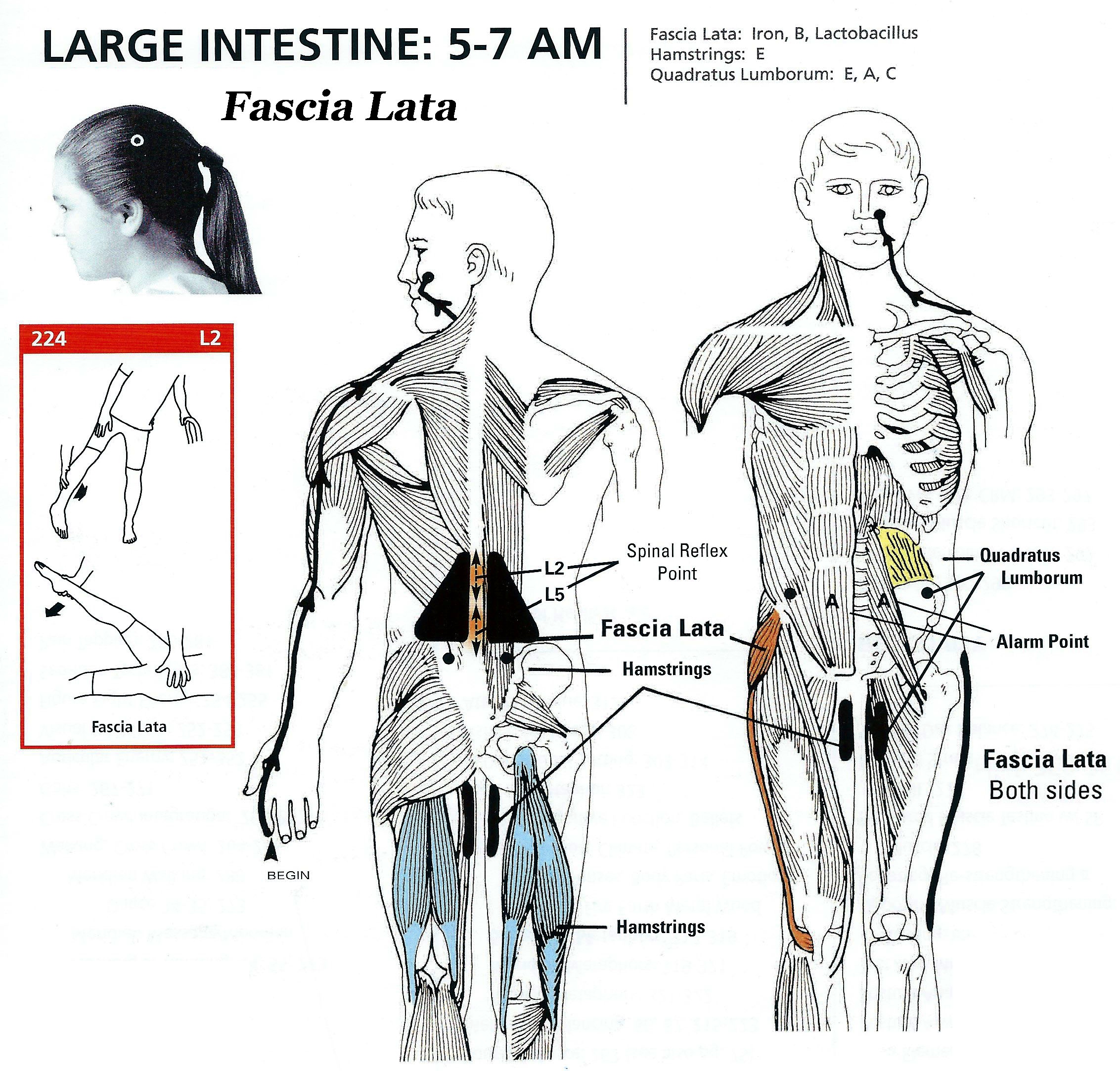 Lg Intestine 5-7 AM.jpg