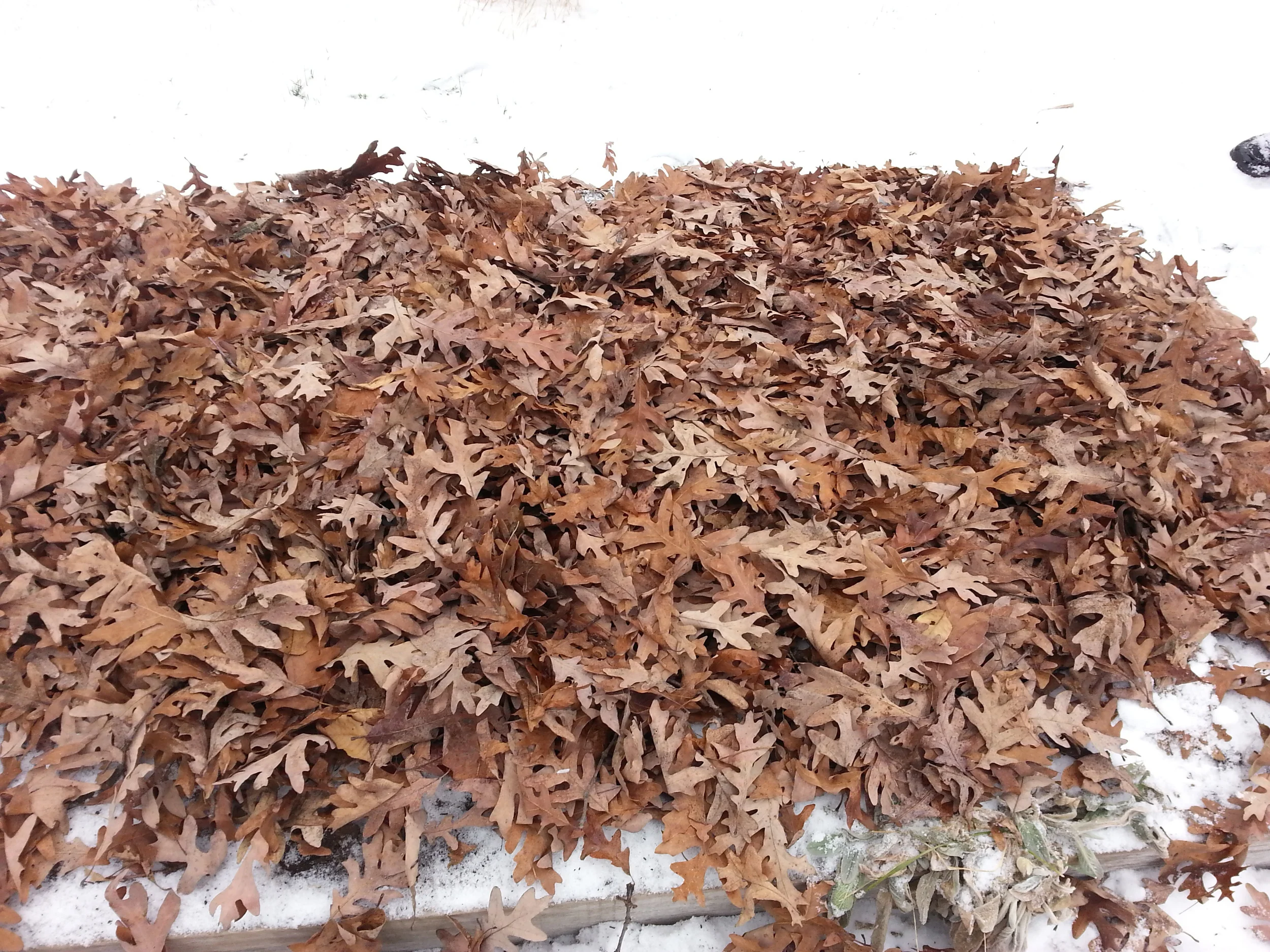 We probably should have laid these leaves down in October or November but we didn't get around to it until late in December. We'll see what happens in the spring?