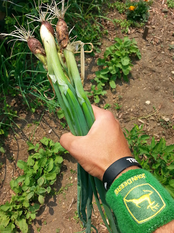 garden onions.jpg