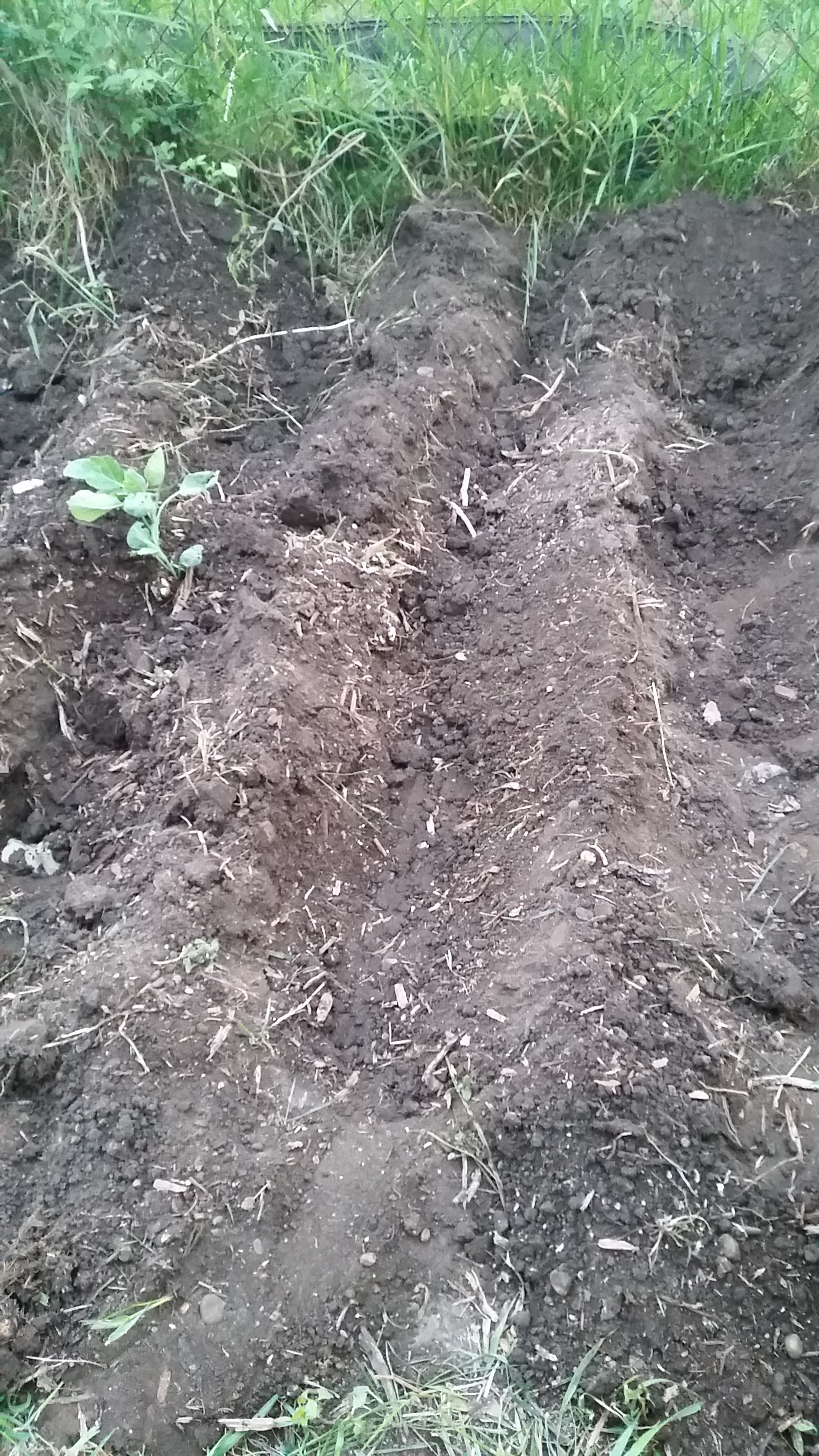 Lasagna Gardening