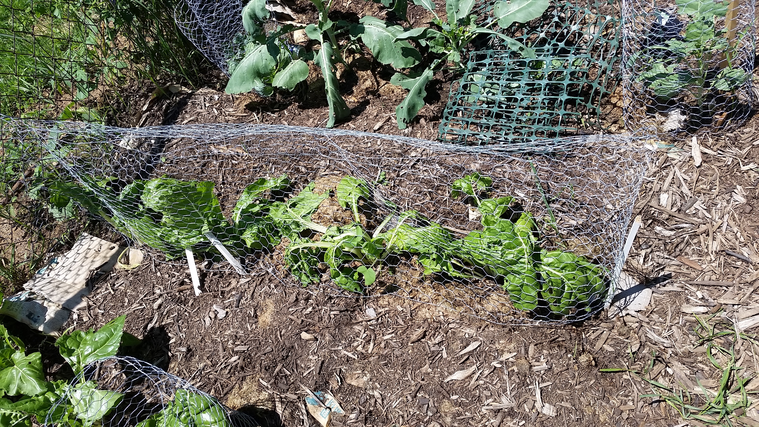 Indiana Lasagna Gardening