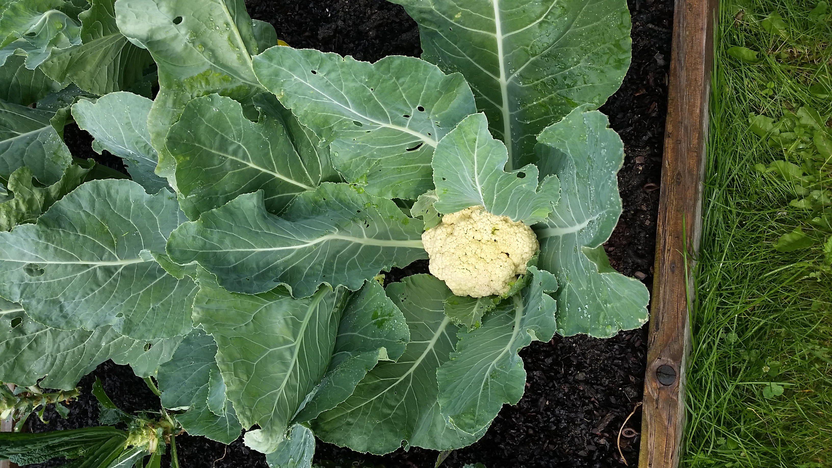 Cauliflower, Chicago
