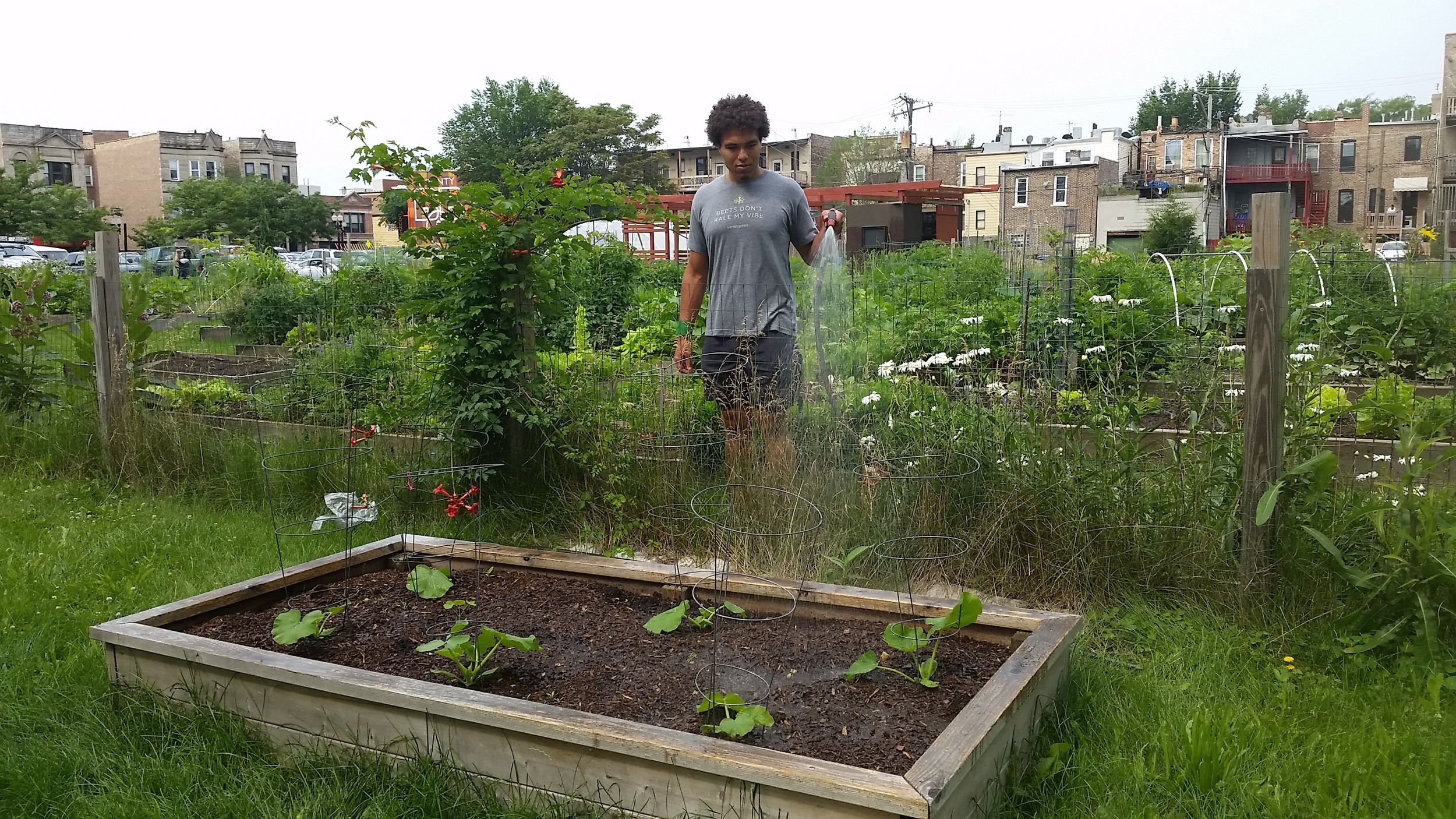 We bought reduced-price squash and transplanted to an additional bed. Here's Austin watering. 