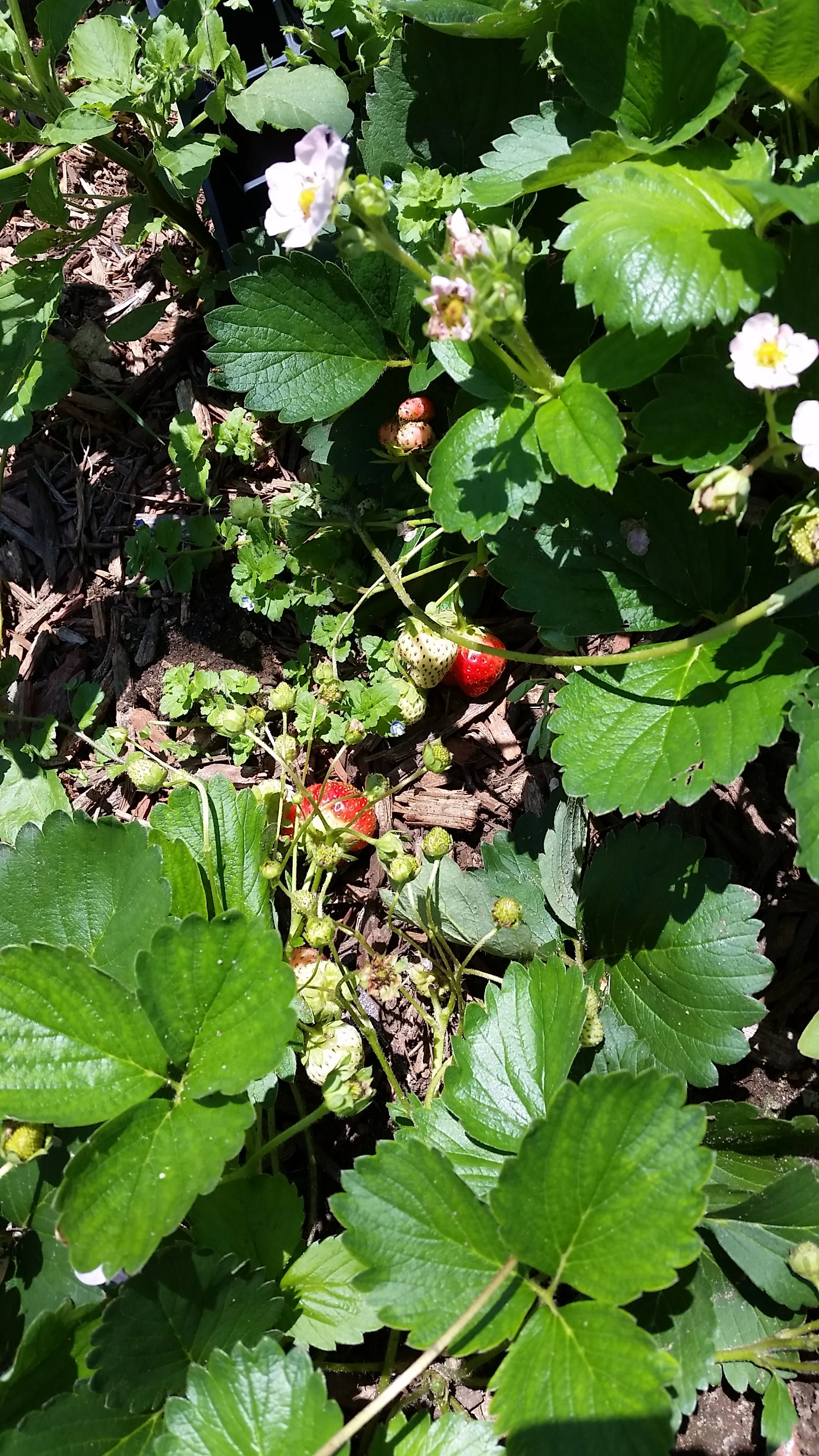 Strawberries