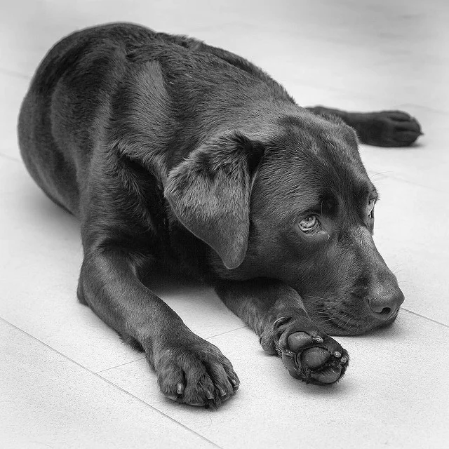 Hershey the bored dog. Photocredit to Marc Damulder @ Flikr