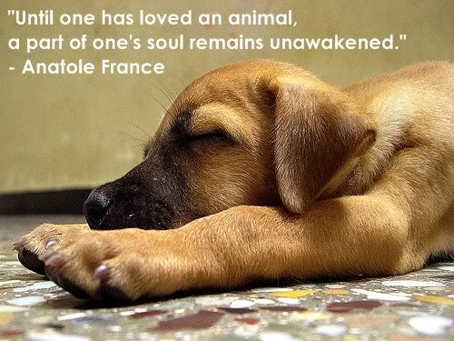cute-puppy-dog-2.jpg