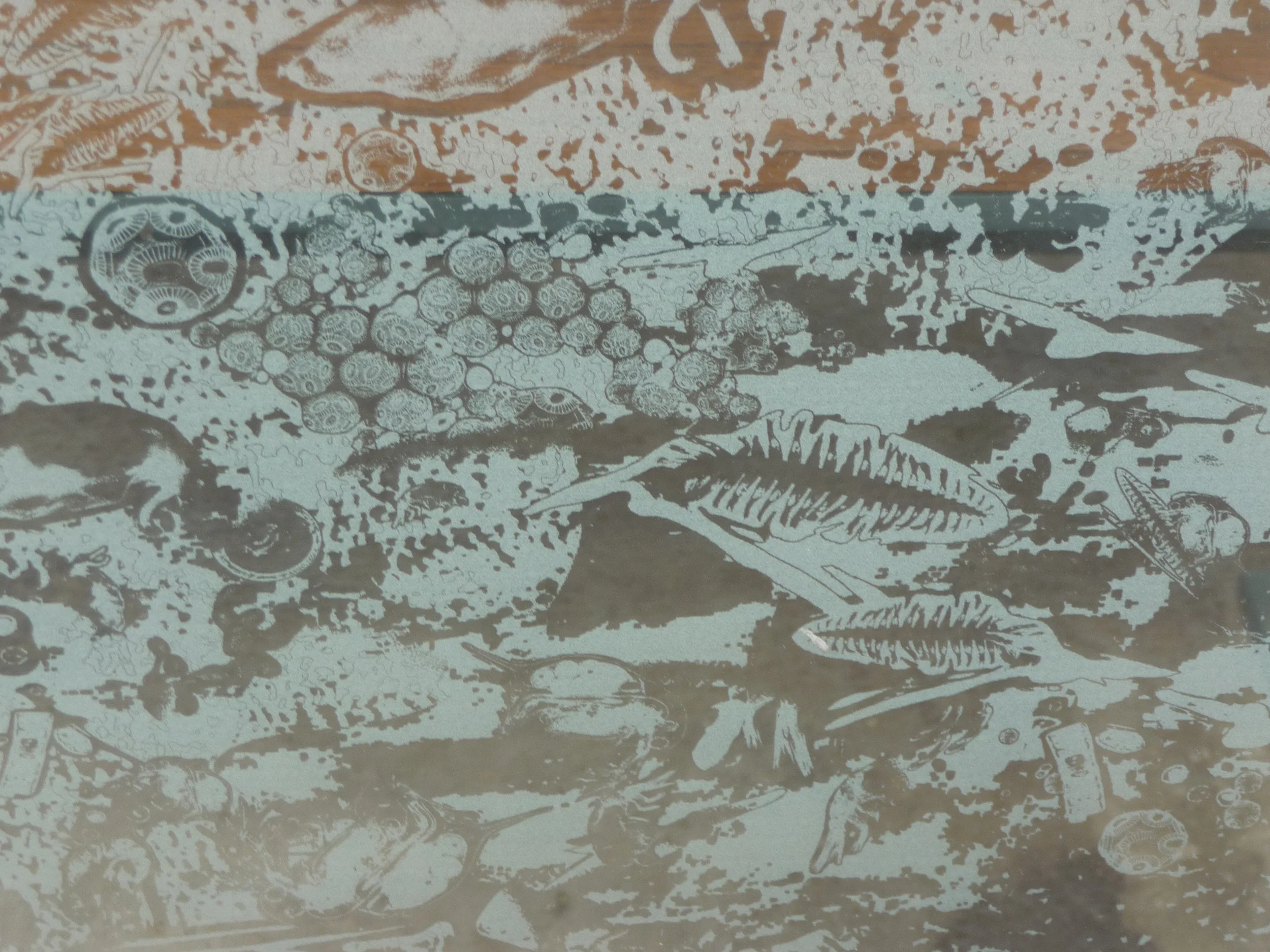 Shore Strata, detail of microscopic organisms