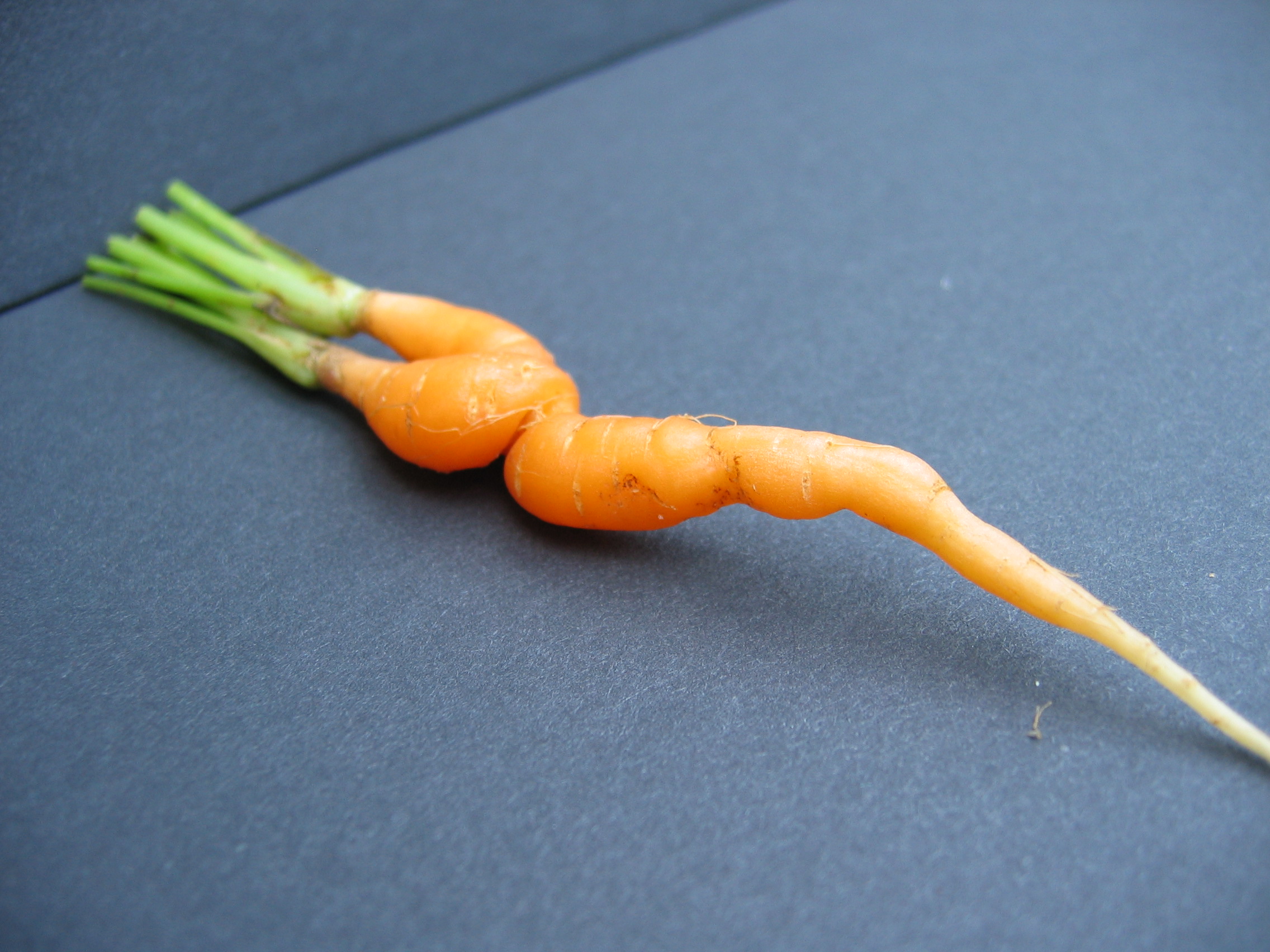 SEDUCTIVE CARROTS BE LIKE, EAT ME