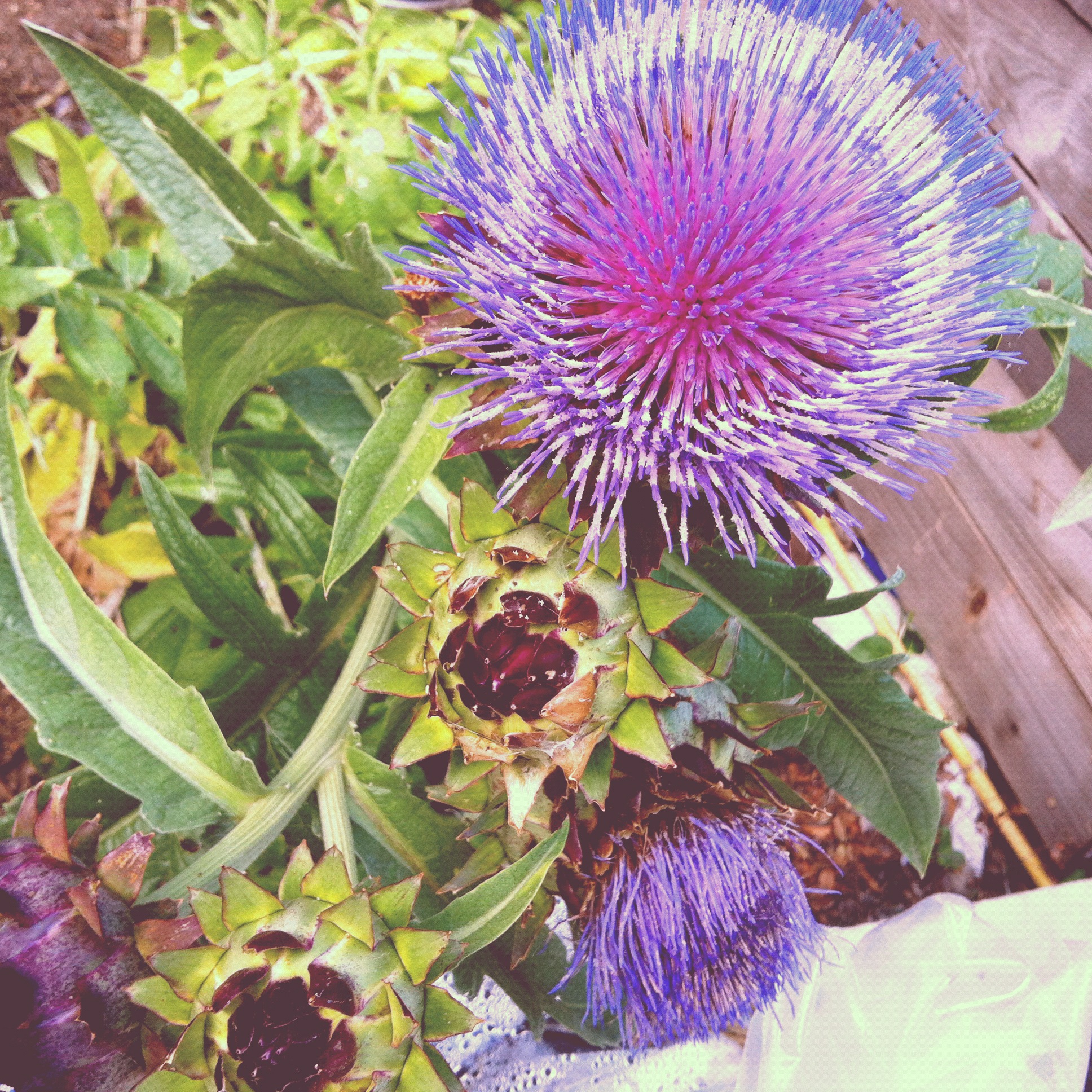 YOU FOOD, SHOW US ALL YOUR BEAUTY WHEN NOT HARVESTED 